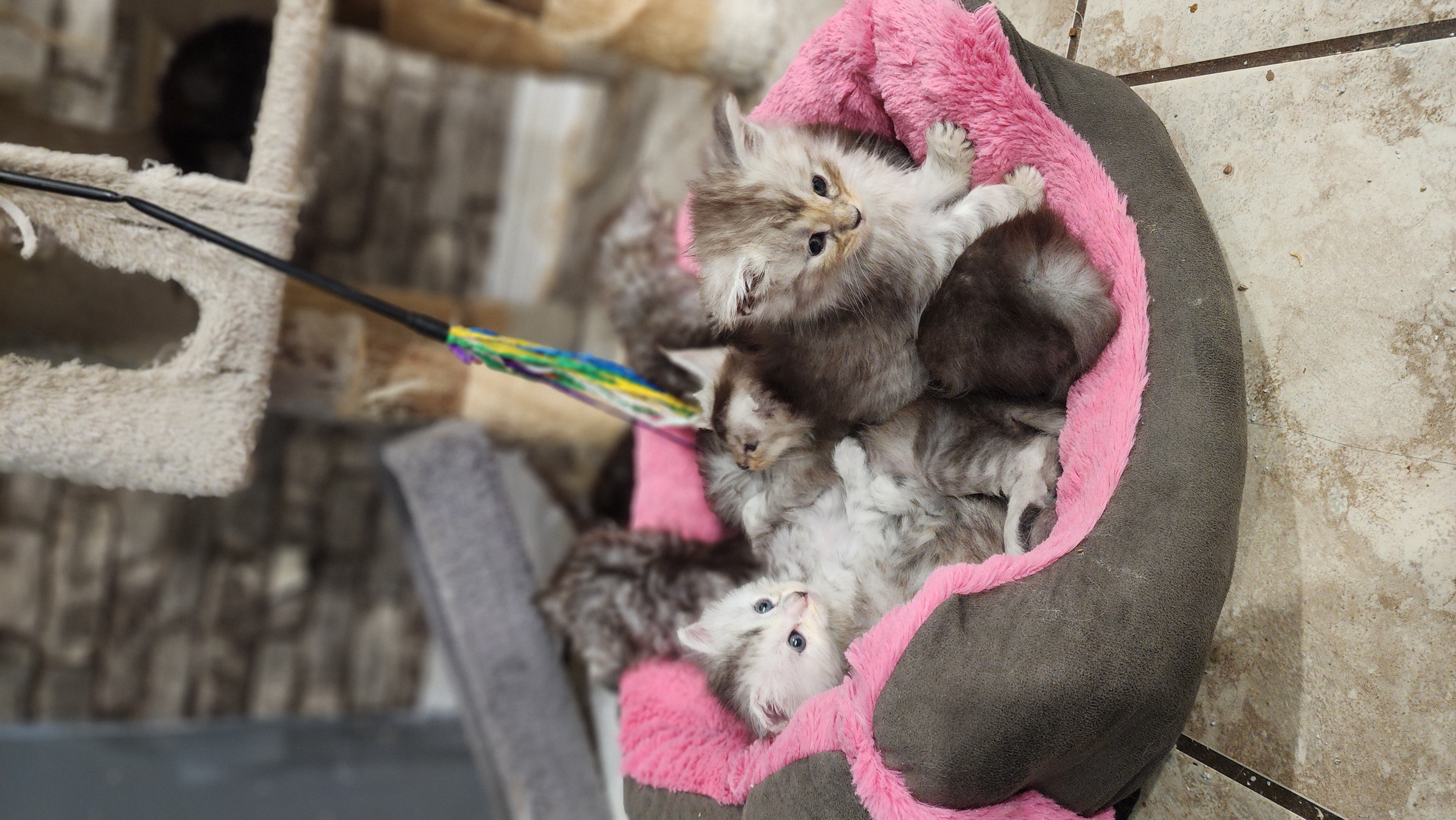 maman maine coon avec ses chatons maine coon kittens
chatterieduroimainecoonquebec