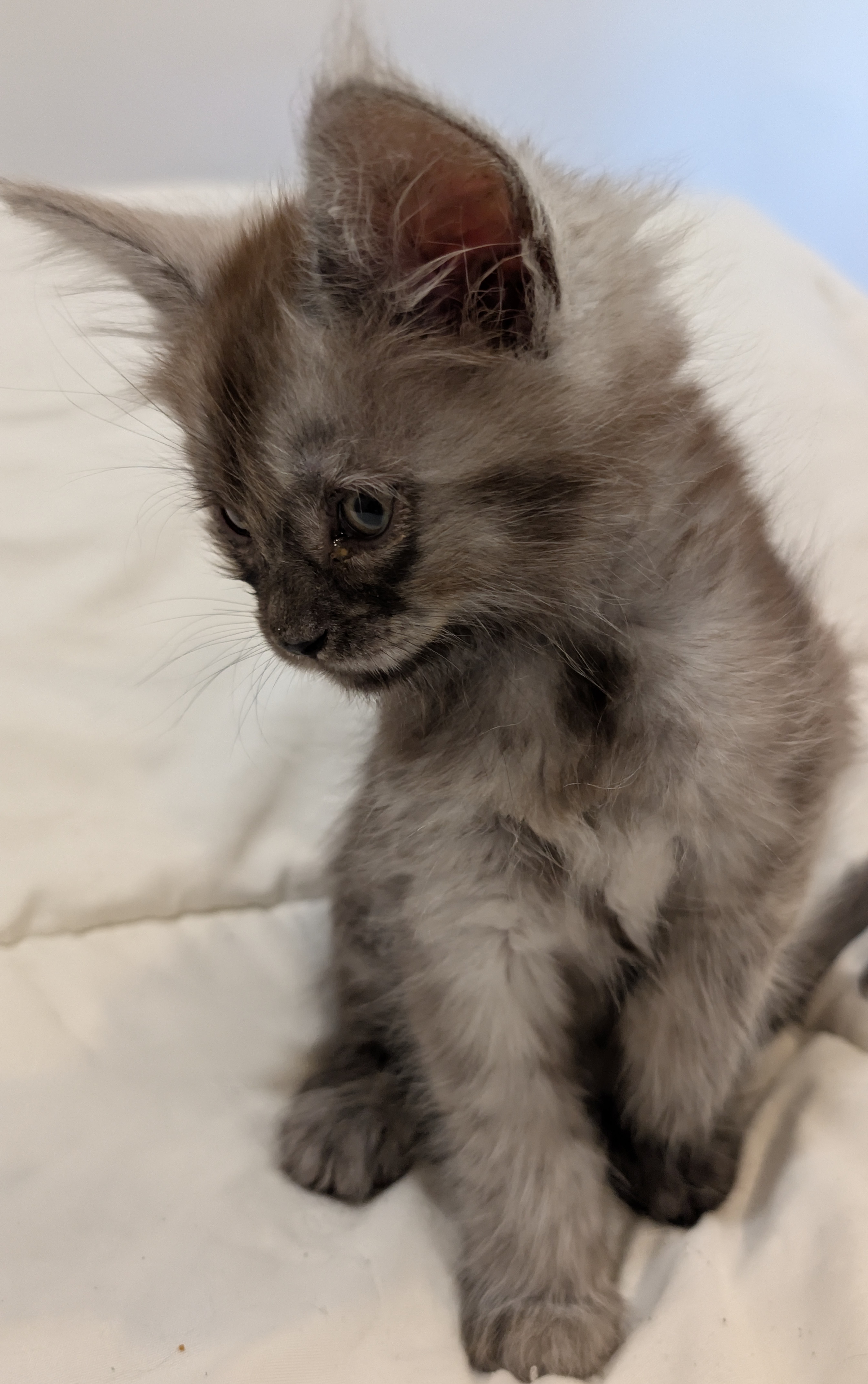 maman maine coon avec ses chatons maine coon kittens
chatterieduroimainecoonquebec