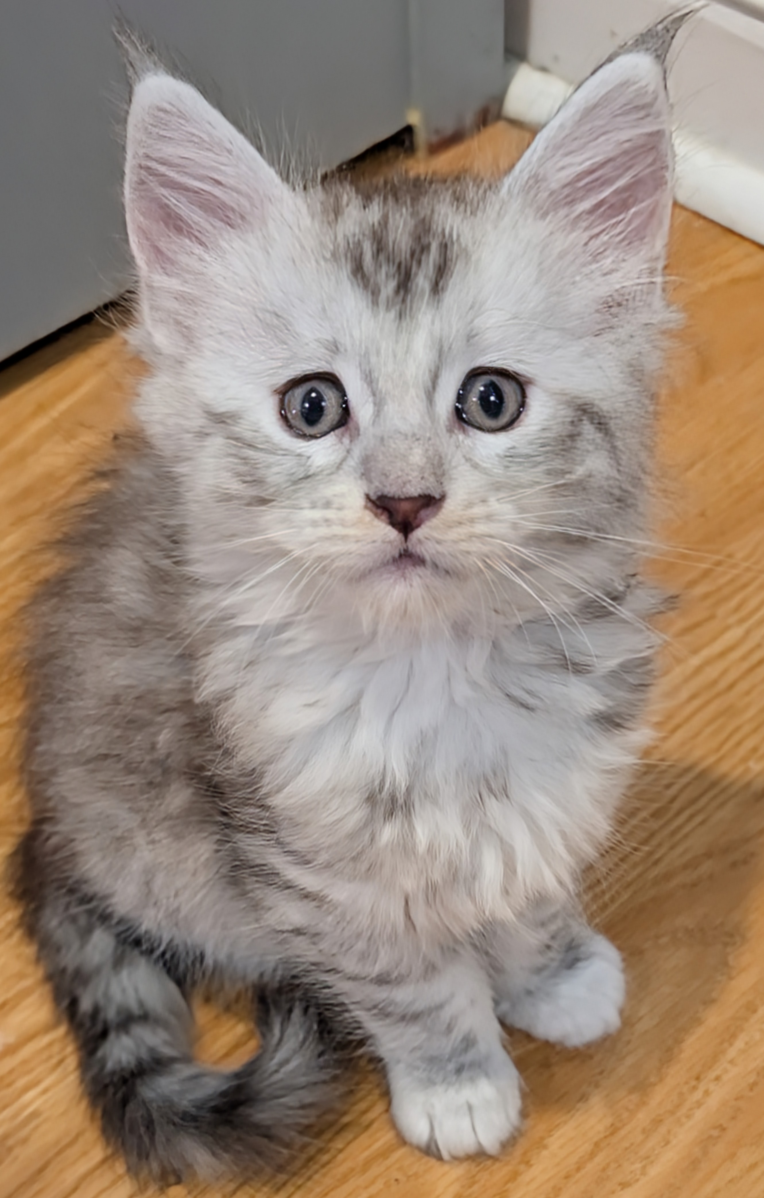 maman maine coon avec ses chatons maine coon kittens
chatterieduroimainecoonquebec