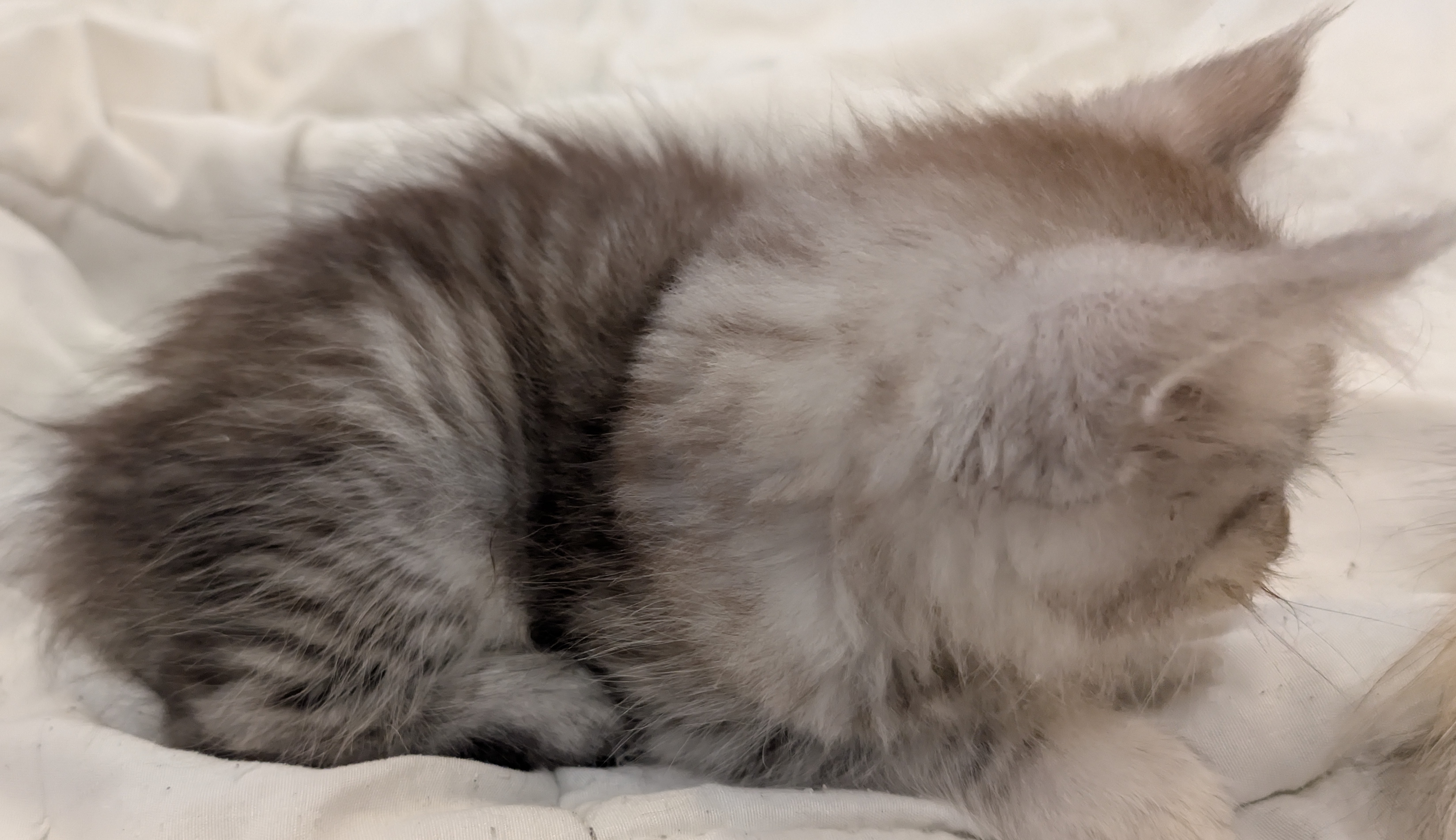 maman maine coon avec ses chatons maine coon kittens
chatterieduroimainecoonquebec