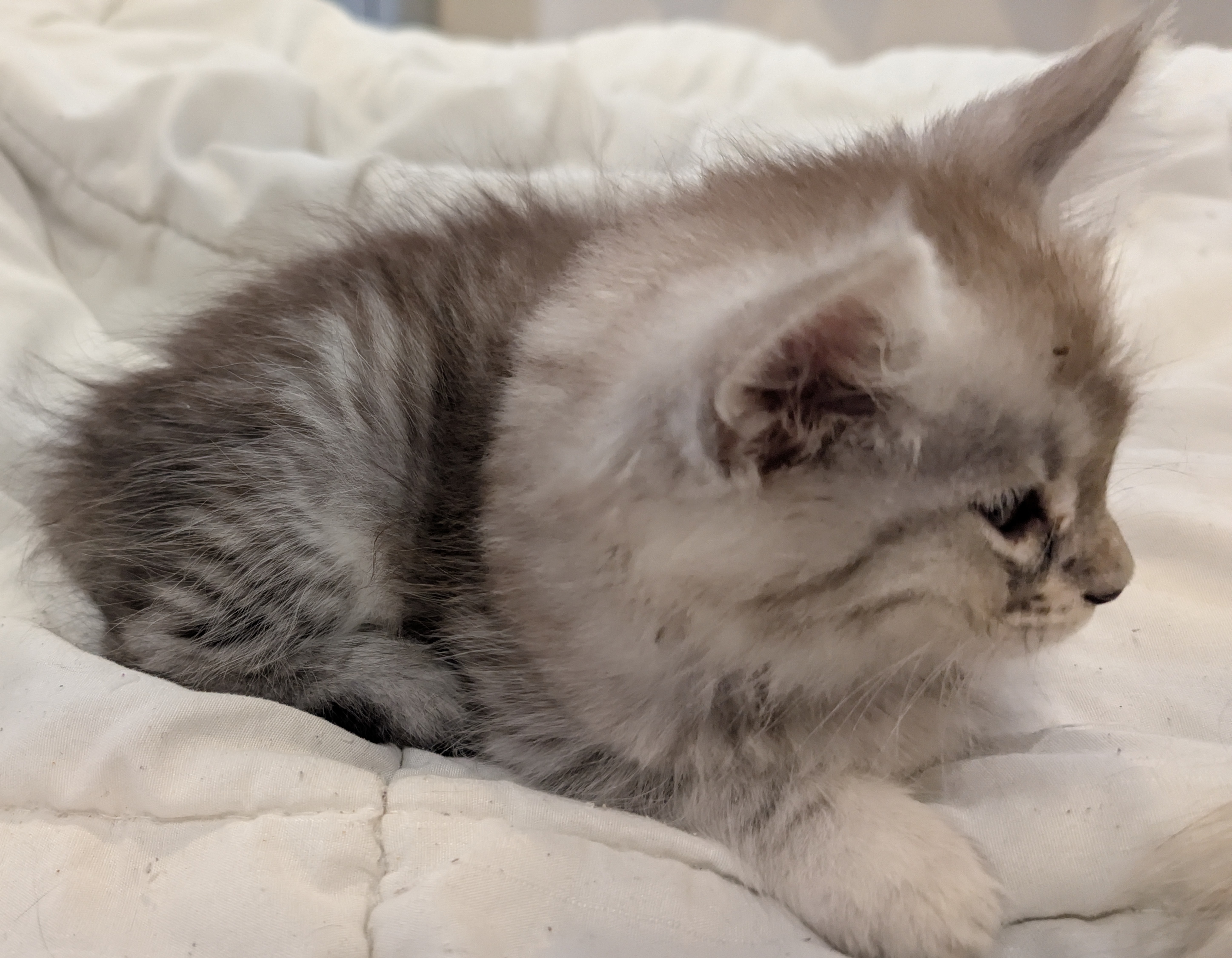maman maine coon avec ses chatons maine coon kittens
chatterieduroimainecoonquebec