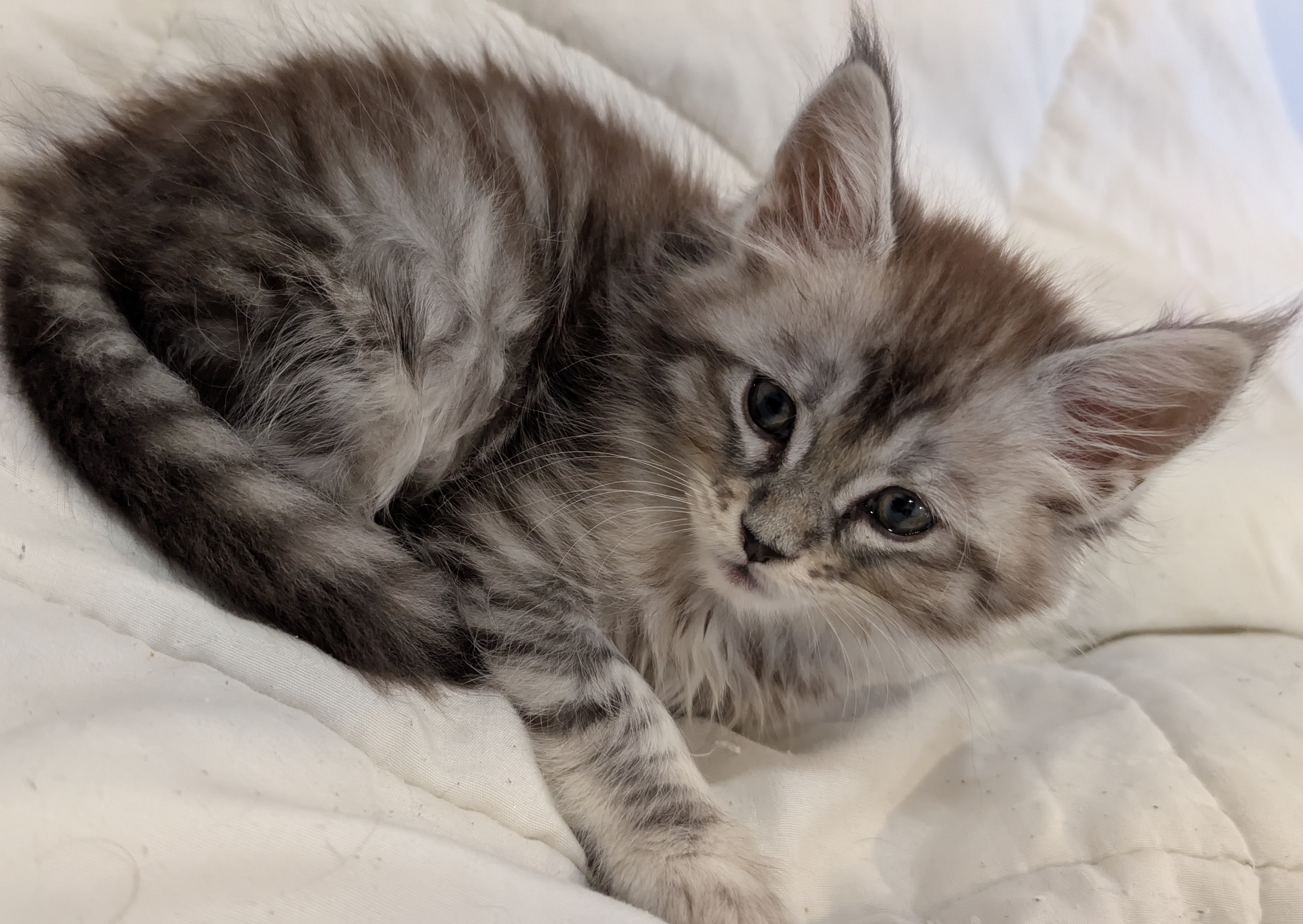 maman maine coon avec ses chatons maine coon kittens
chatterieduroimainecoonquebec