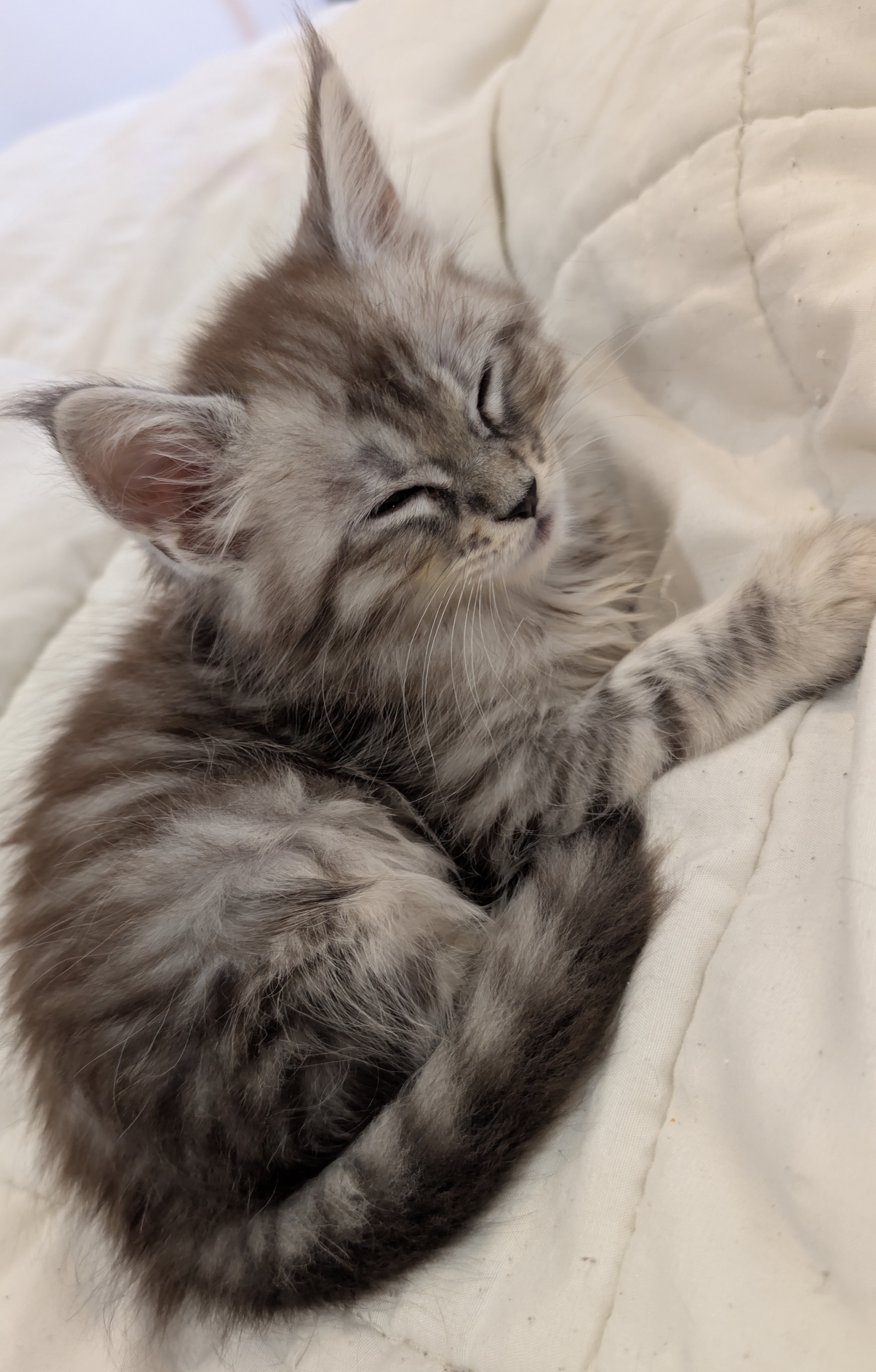 maman maine coon avec ses chatons maine coon kittens
chatterieduroimainecoonquebec