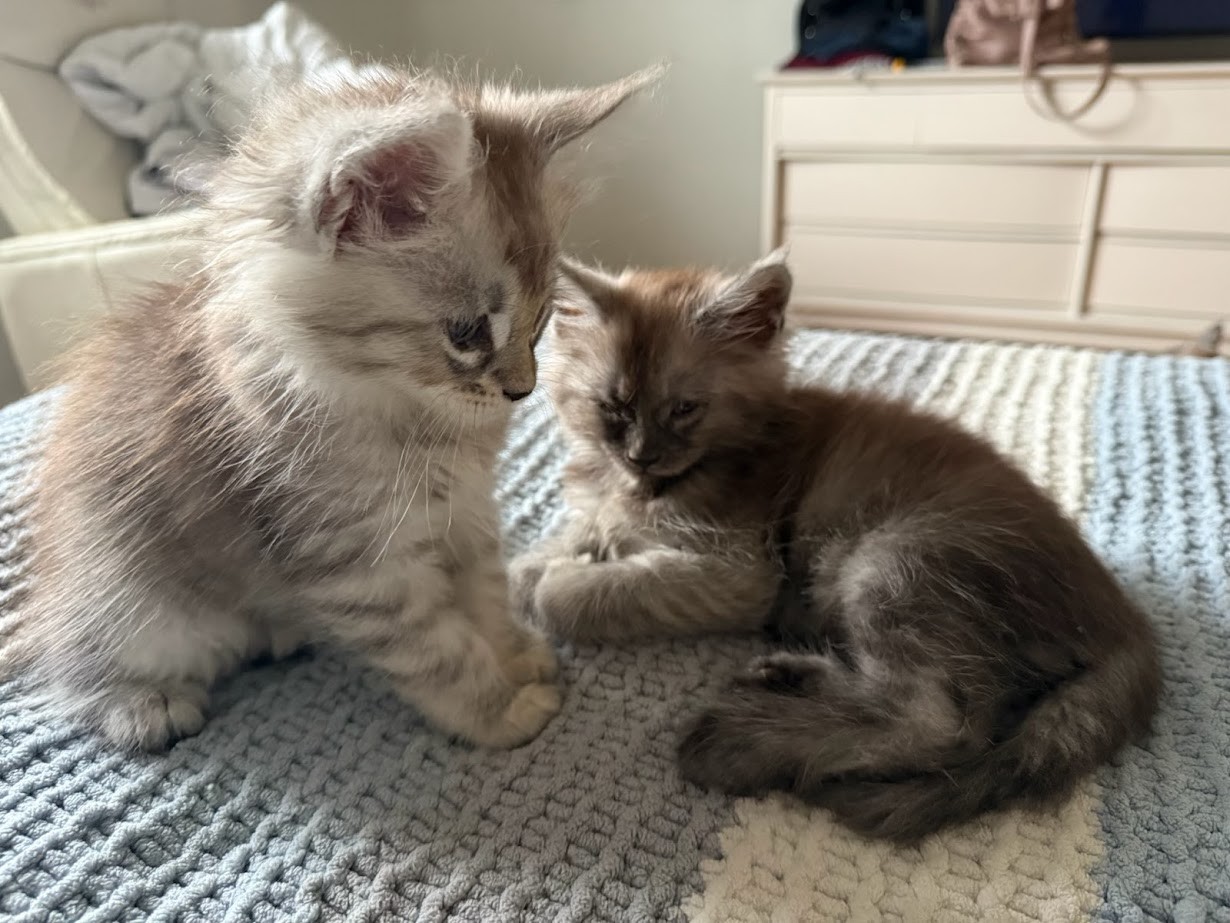 maman maine coon avec ses chatons maine coon kittens
chatterieduroimainecoonquebec
