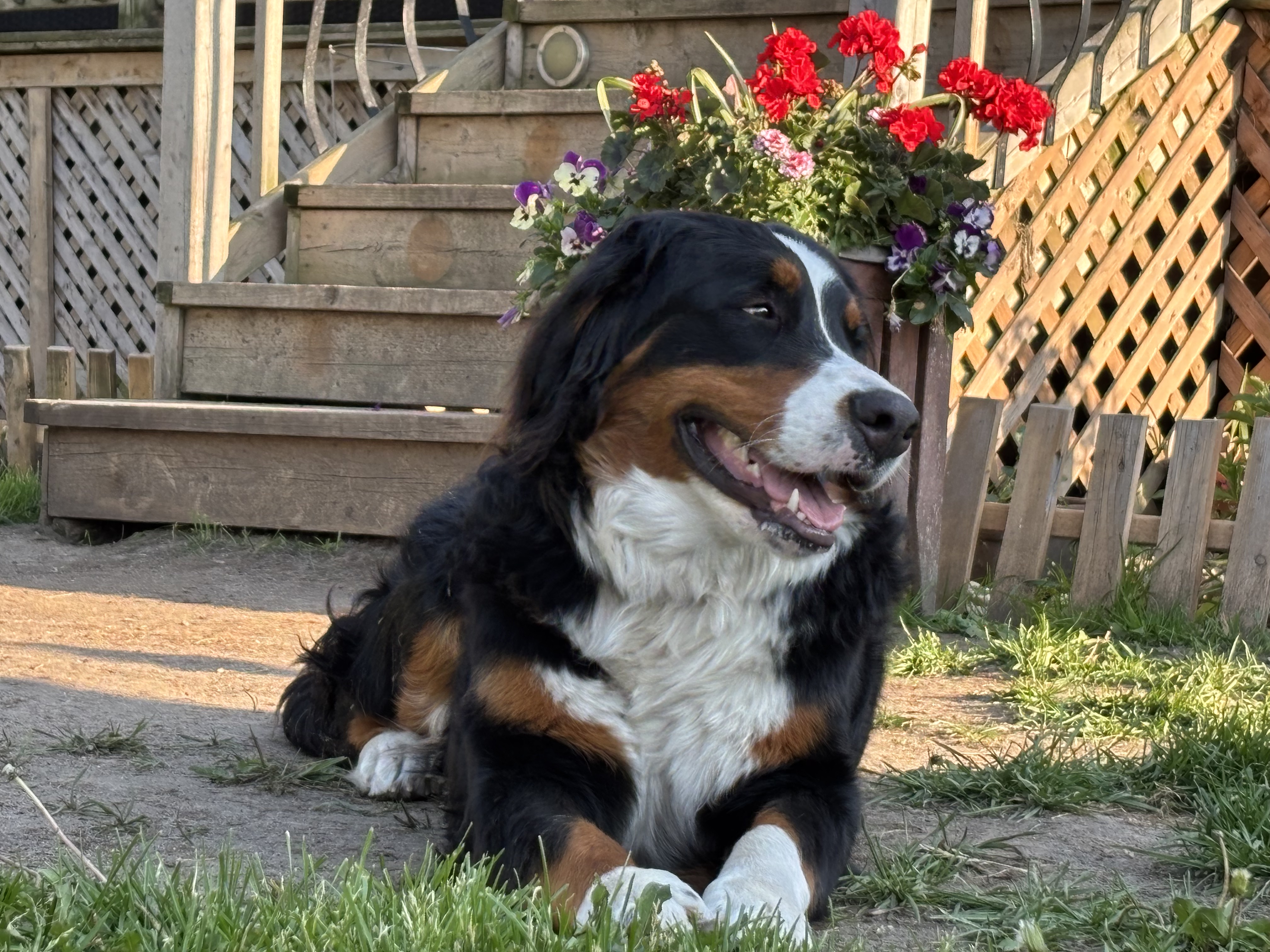 chien heureux
