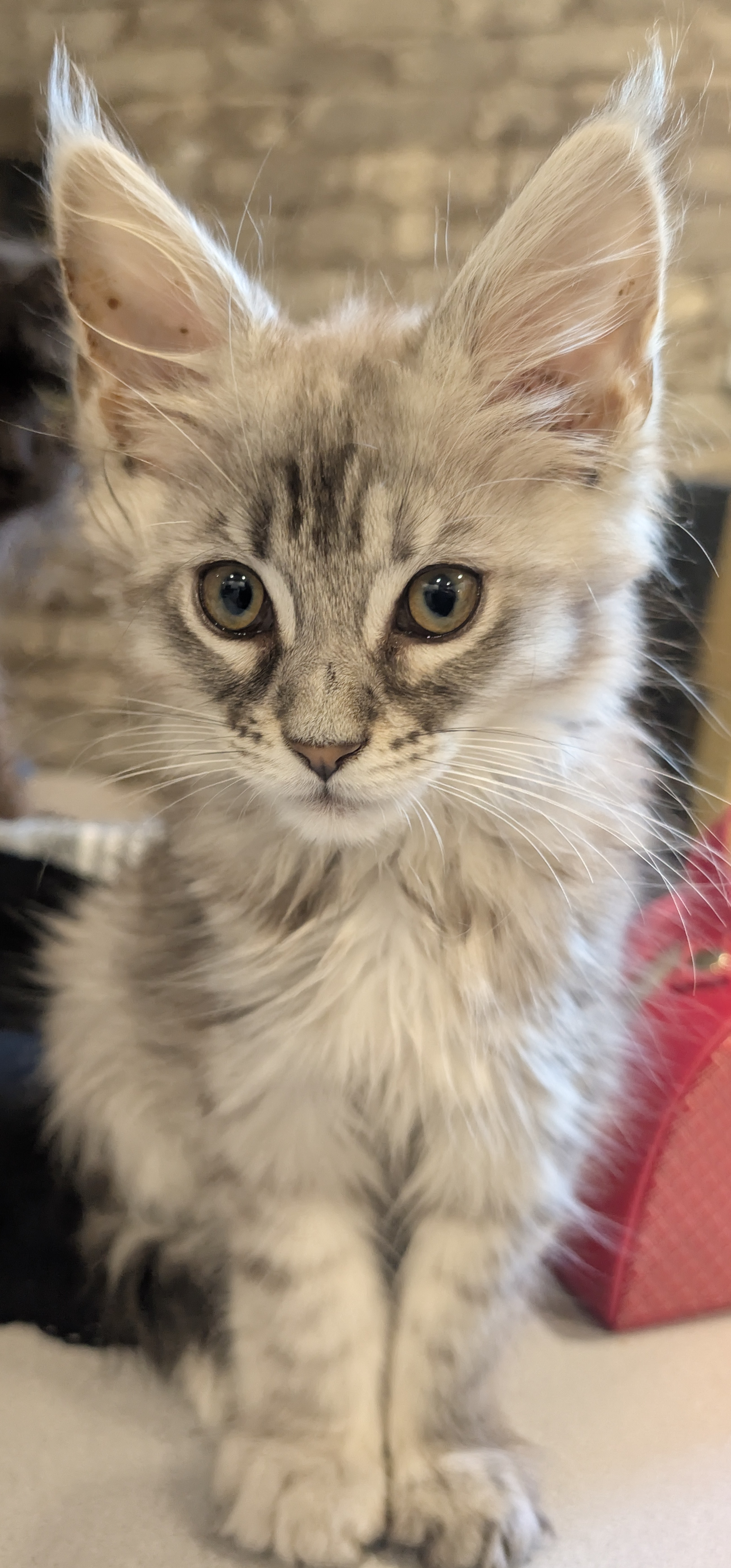 maman maine coon avec ses chatons maine coon kittens
chatterieduroimainecoonquebec