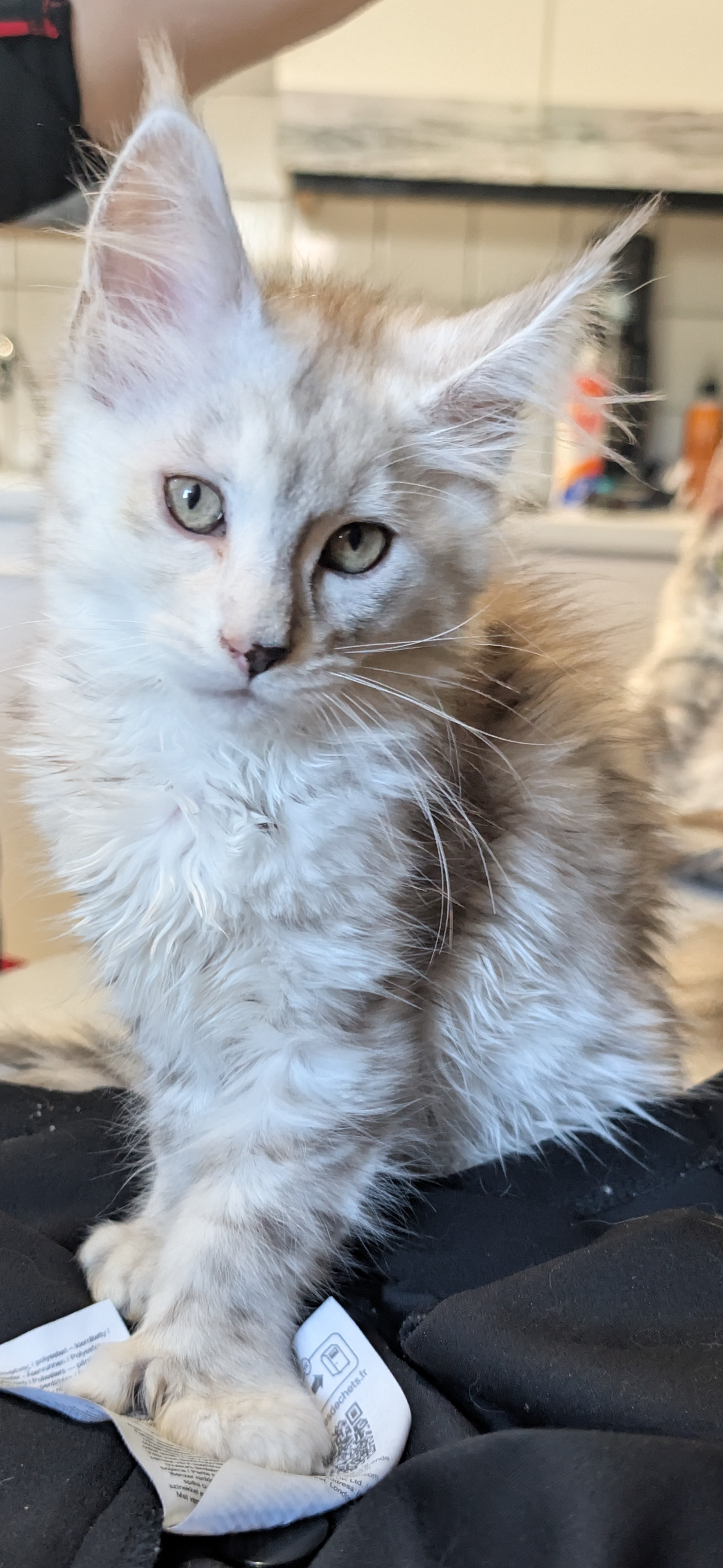 maman maine coon avec ses chatons maine coon kittens
chatterieduroimainecoonquebec