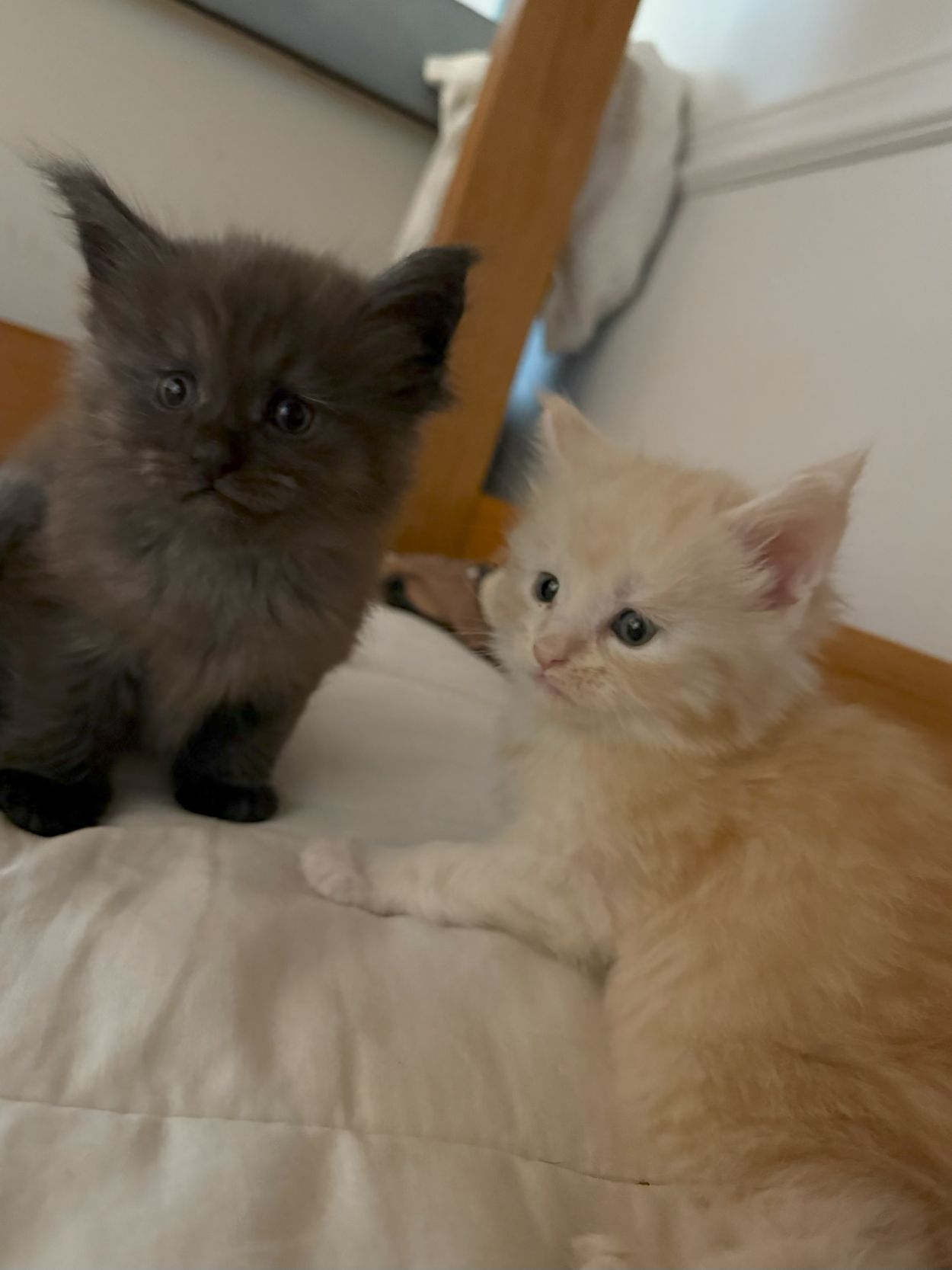 PORTEE DE CHATONS MAINE COON CHATTERIEDUROIMAINECOONQUEBEC.CO