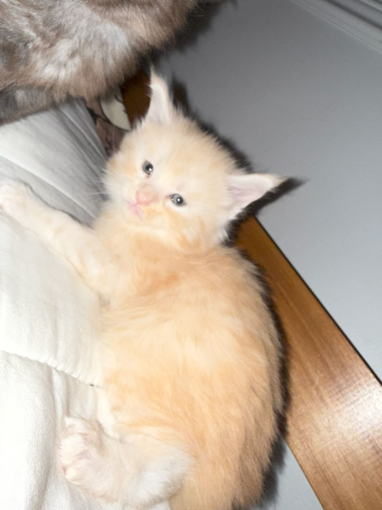 maman maine coon avec ses chatons maine coon kittens
chatterieduroimainecoonquebec