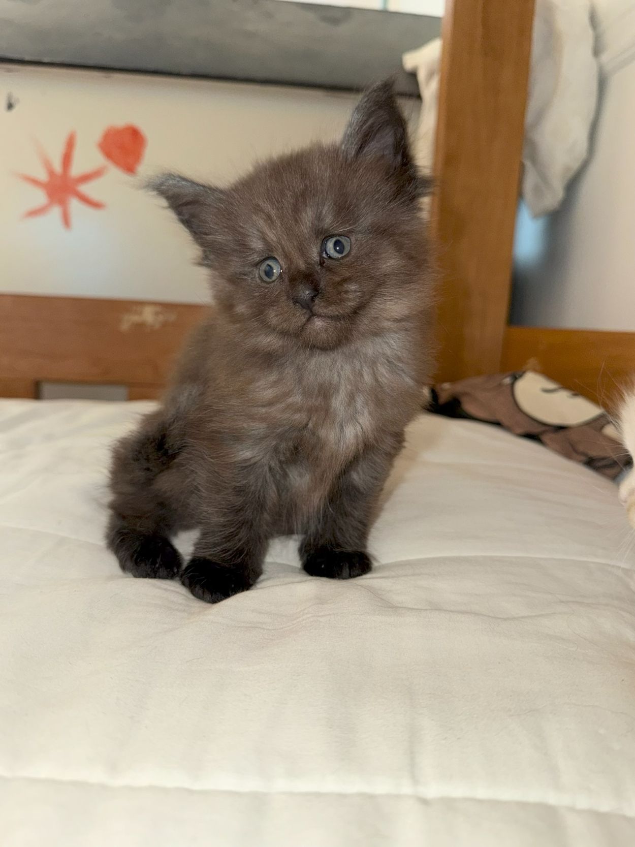 maman maine coon avec ses chatons maine coon kittens
chatterieduroimainecoonquebec