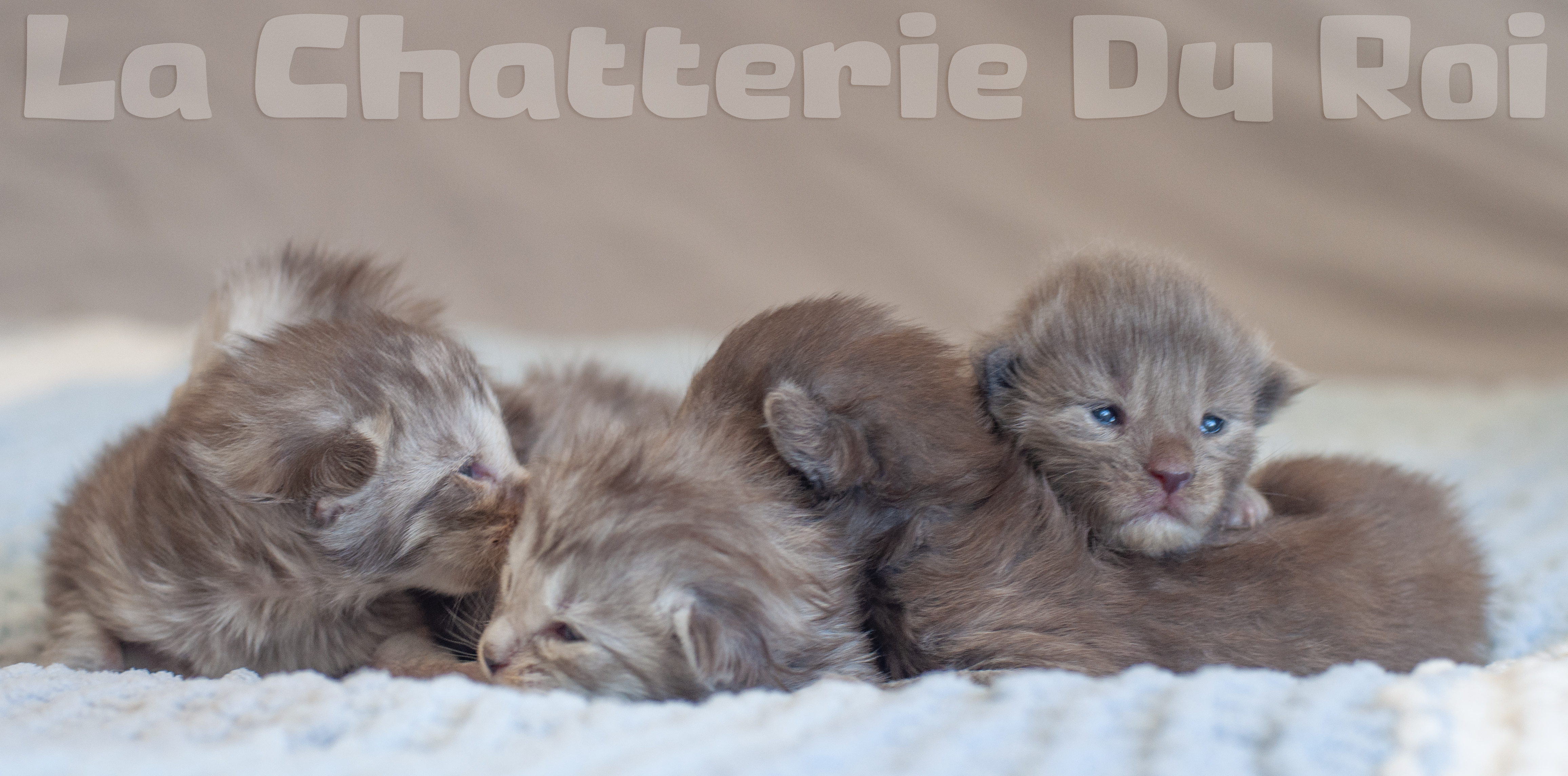 PORTEE DE CHATONS MAINE COON DISPONIBLE POUR RESERVATIONS CHATTERIEDUROIMAINECOONQUEBEC.COM