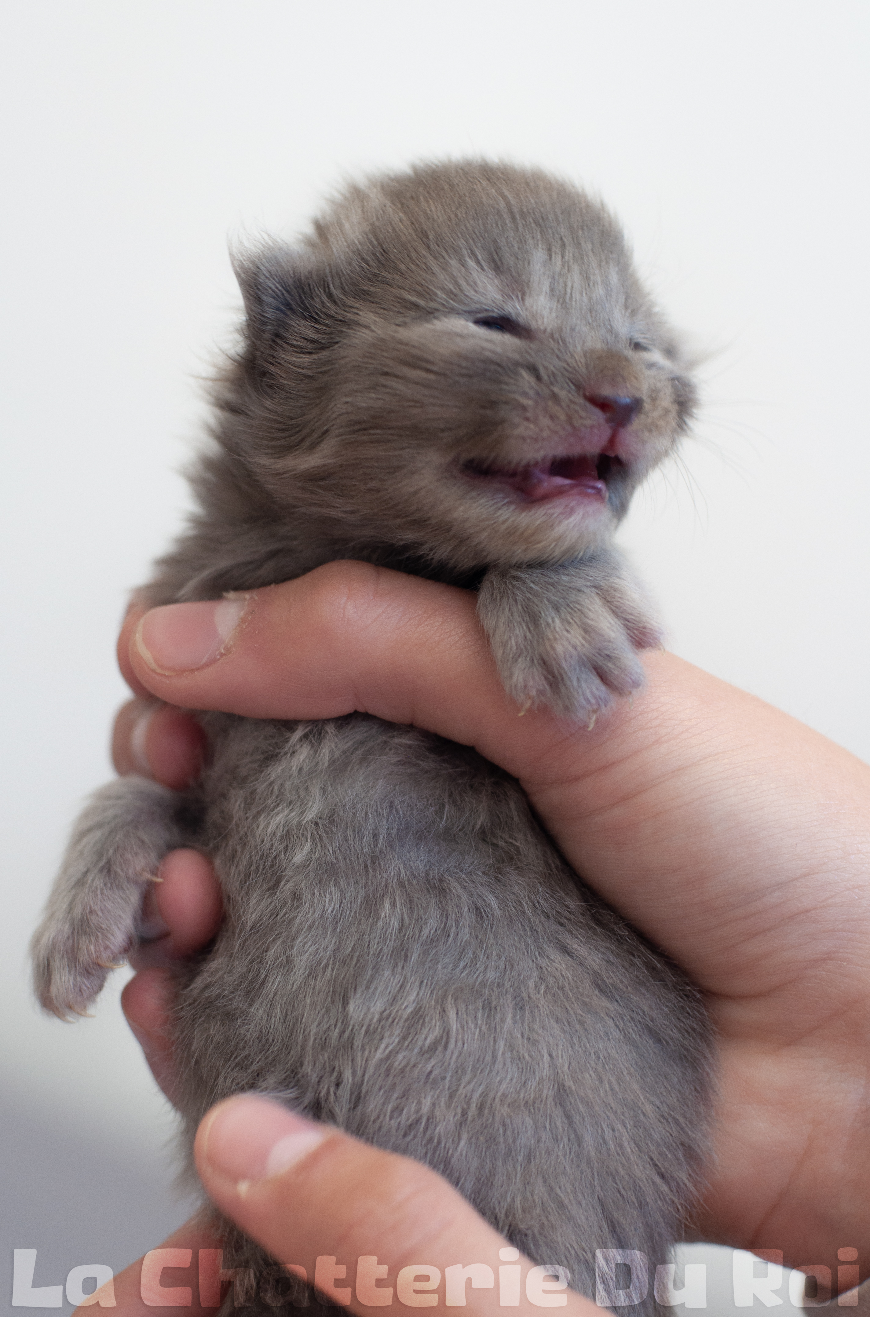 maman maine coon avec ses chatons maine coon kittens
chatterieduroimainecoonquebec