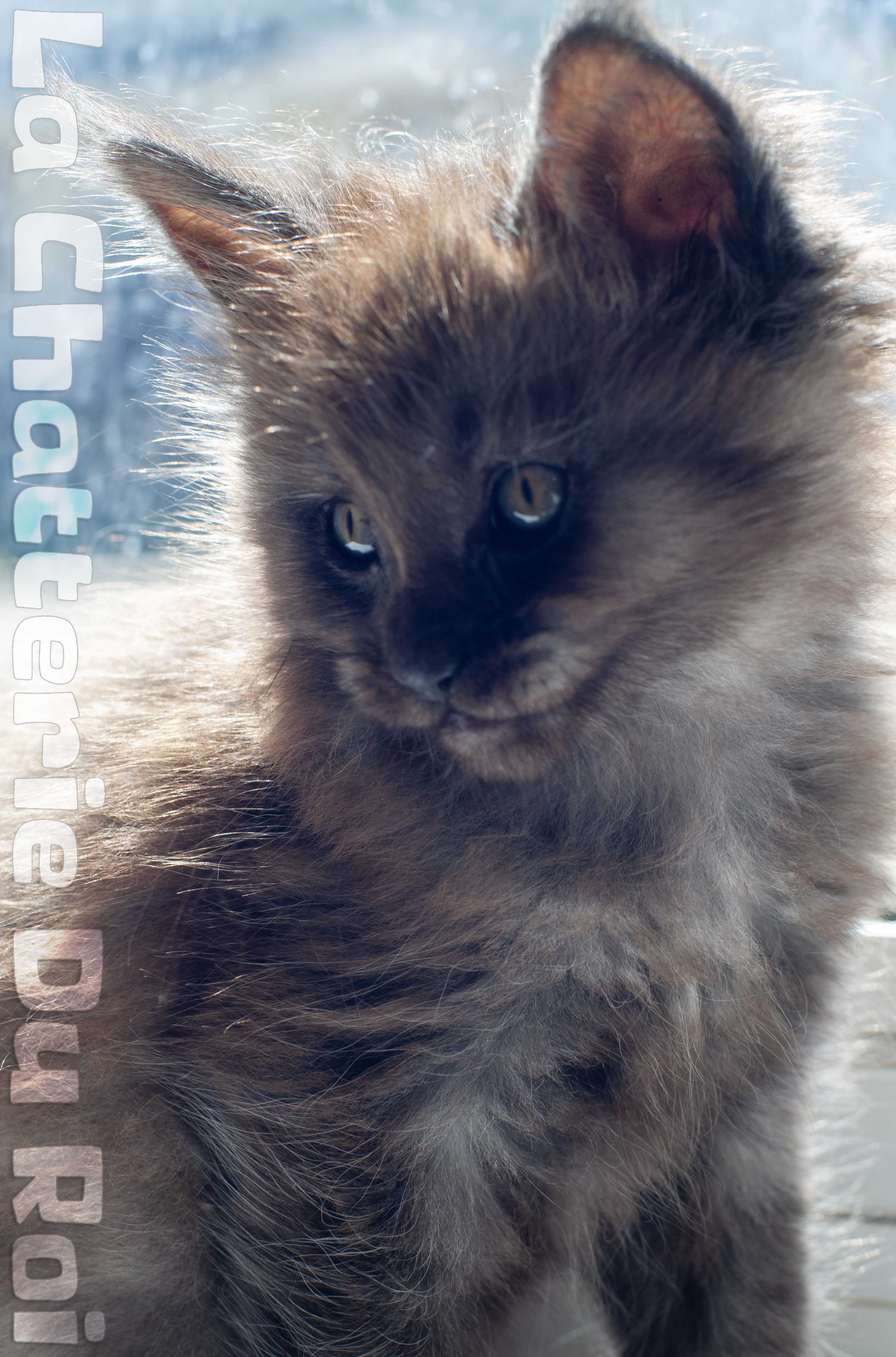 maman maine coon avec ses chatons maine coon kittens
chatterieduroimainecoonquebec