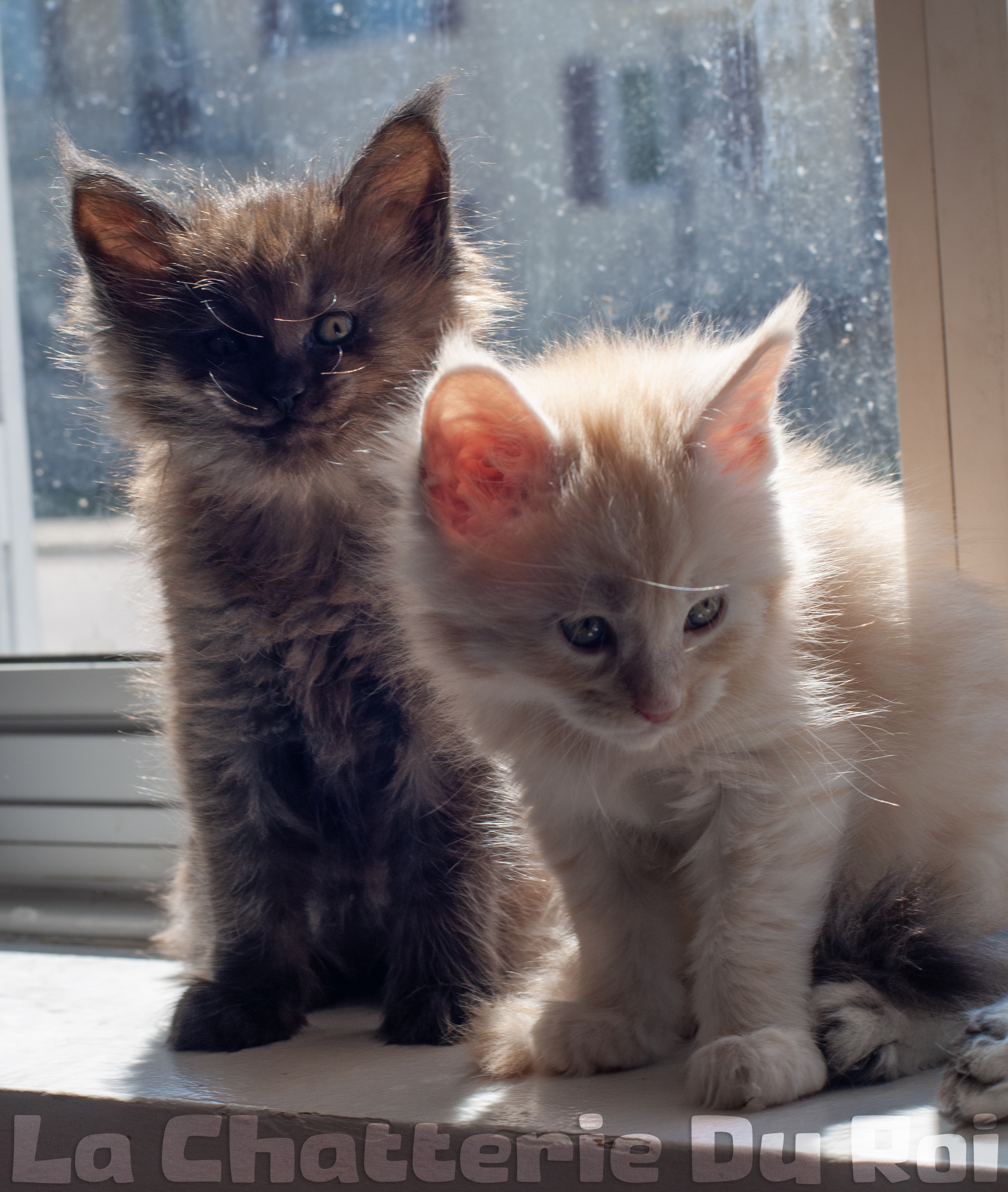 maman maine coon avec ses chatons maine coon kittens
chatterieduroimainecoonquebec