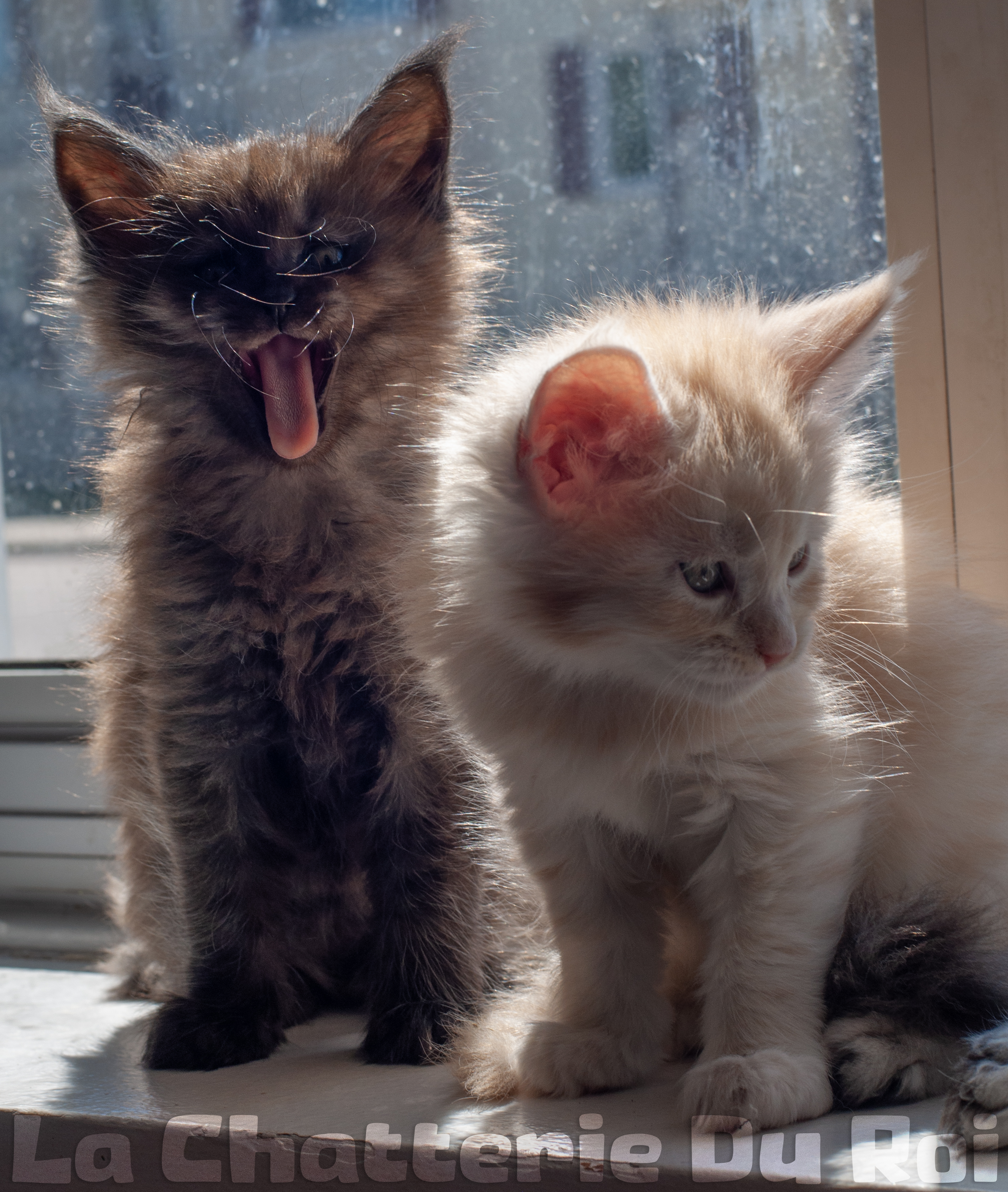 PORTEE DE CHATONS MAINE COON CHATTERIEDUROIMAINECOONQUEBEC.CO