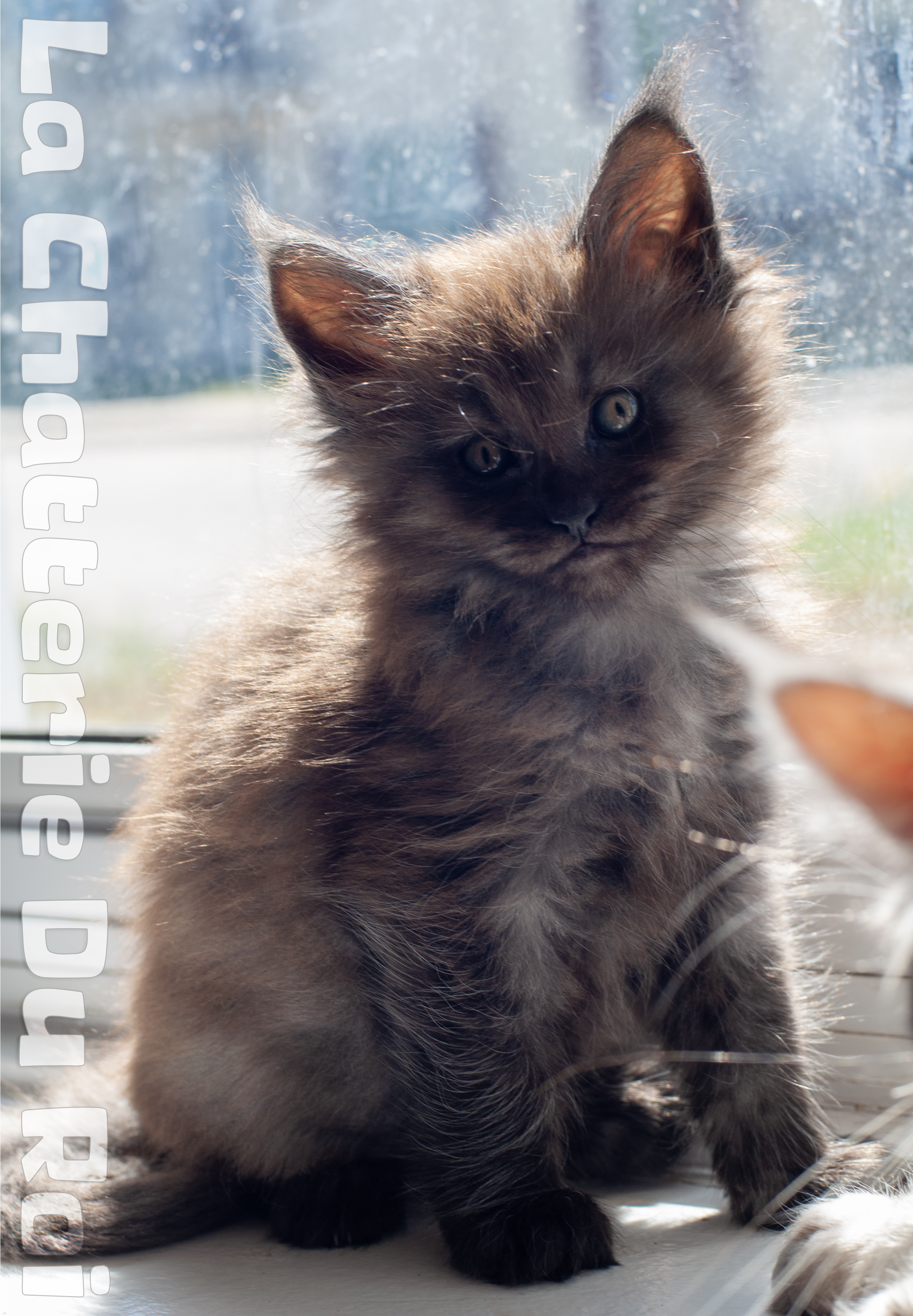 maman maine coon avec ses chatons maine coon kittens
chatterieduroimainecoonquebec