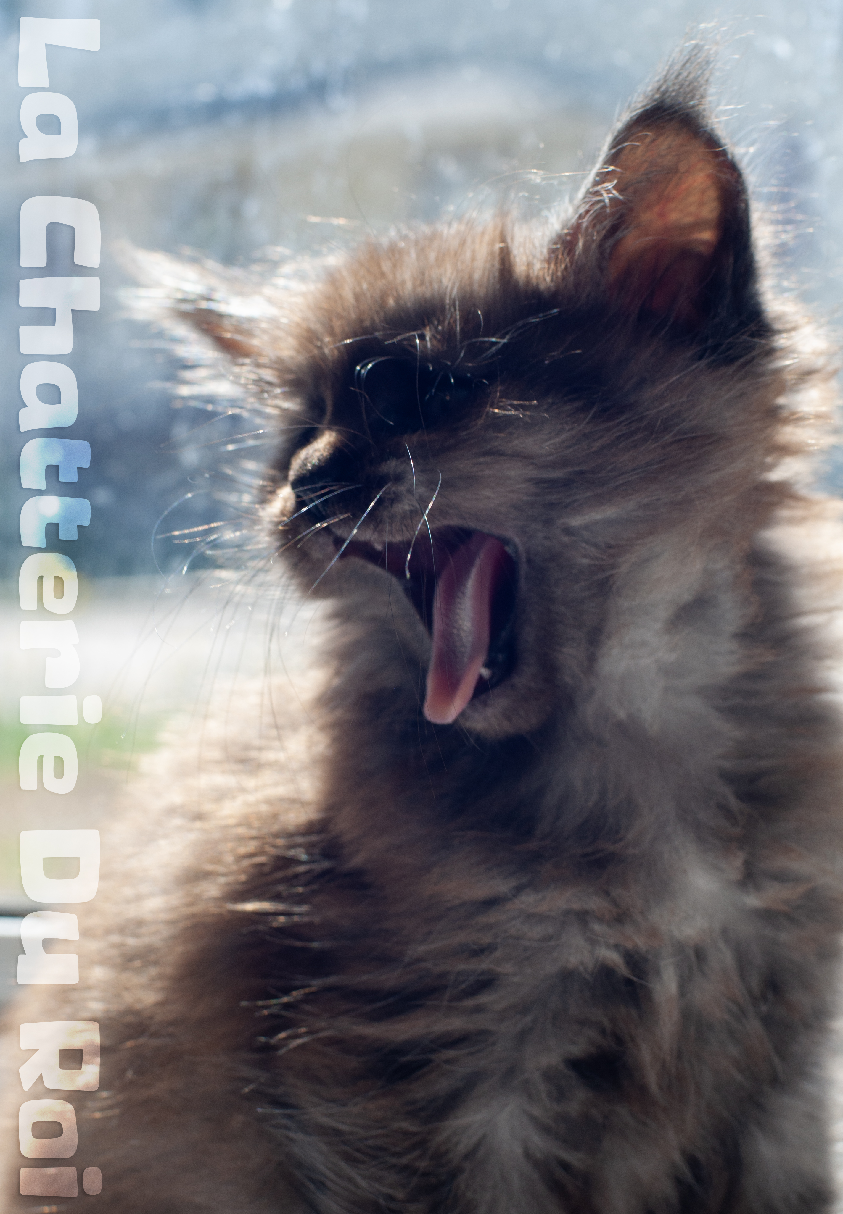 maman maine coon avec ses chatons maine coon kittens
chatterieduroimainecoonquebec