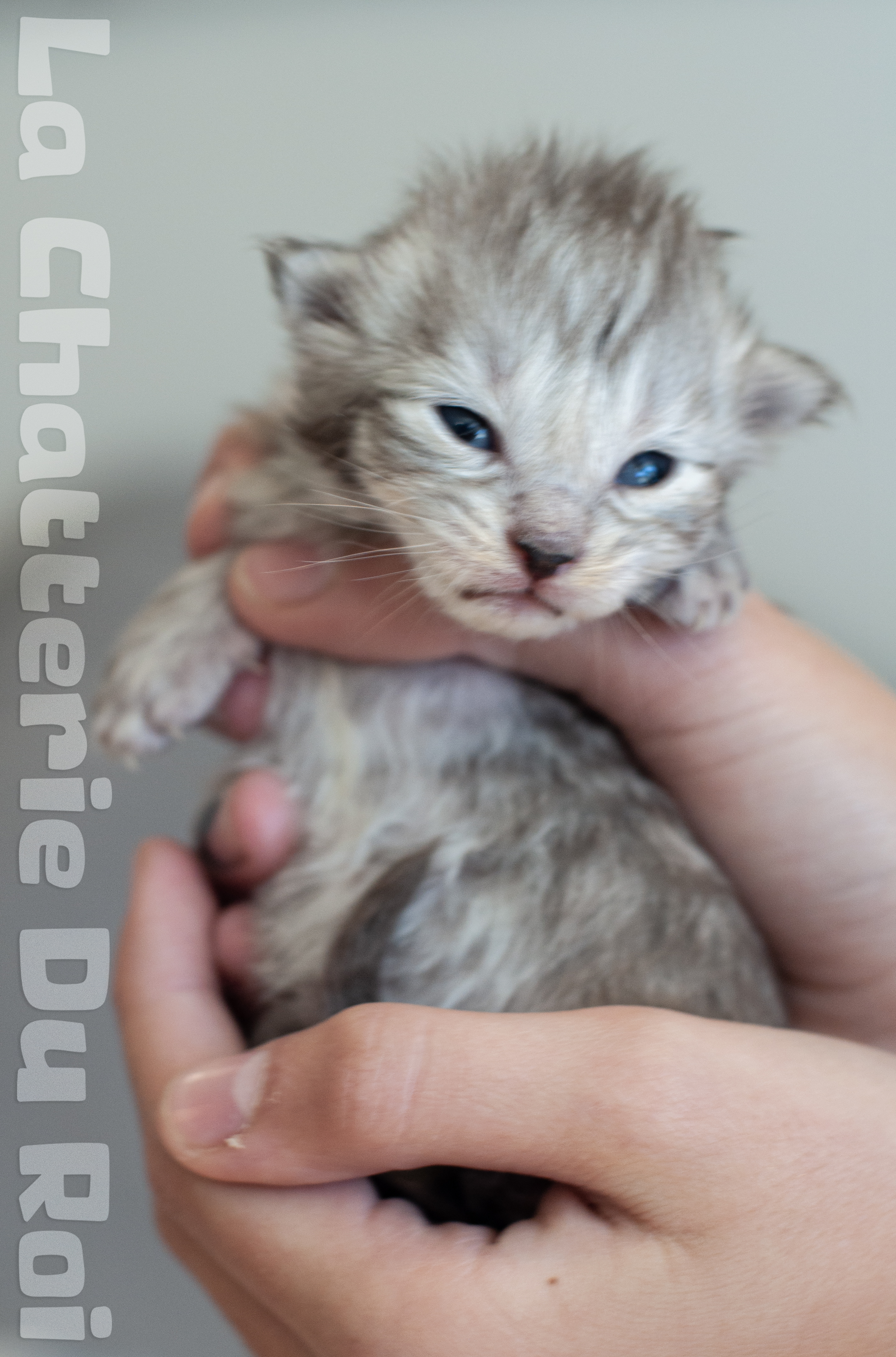 maman maine coon avec ses chatons maine coon kittens
chatterieduroimainecoonquebec