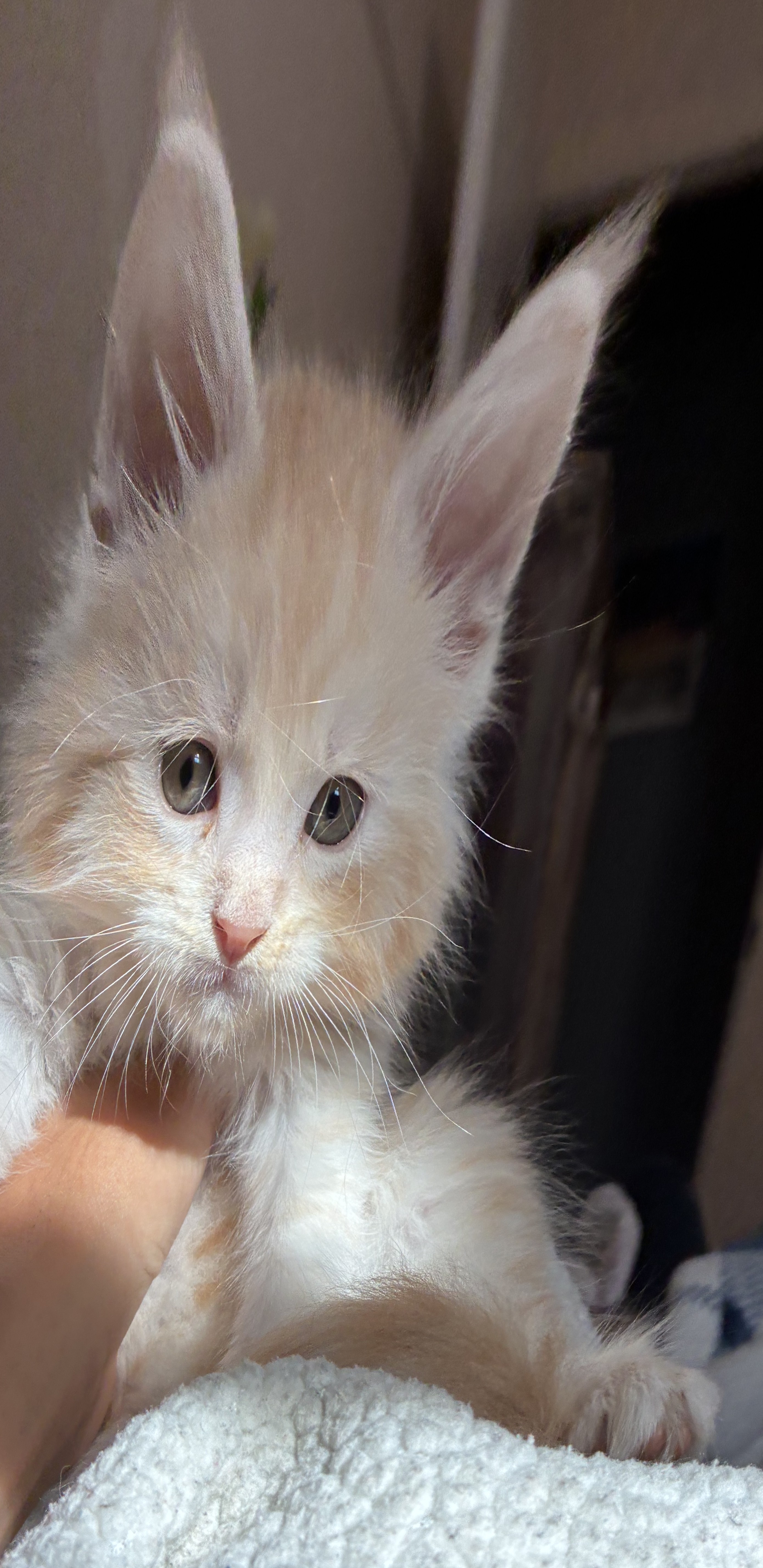 maman maine coon avec ses chatons maine coon kittens
chatterieduroimainecoonquebec