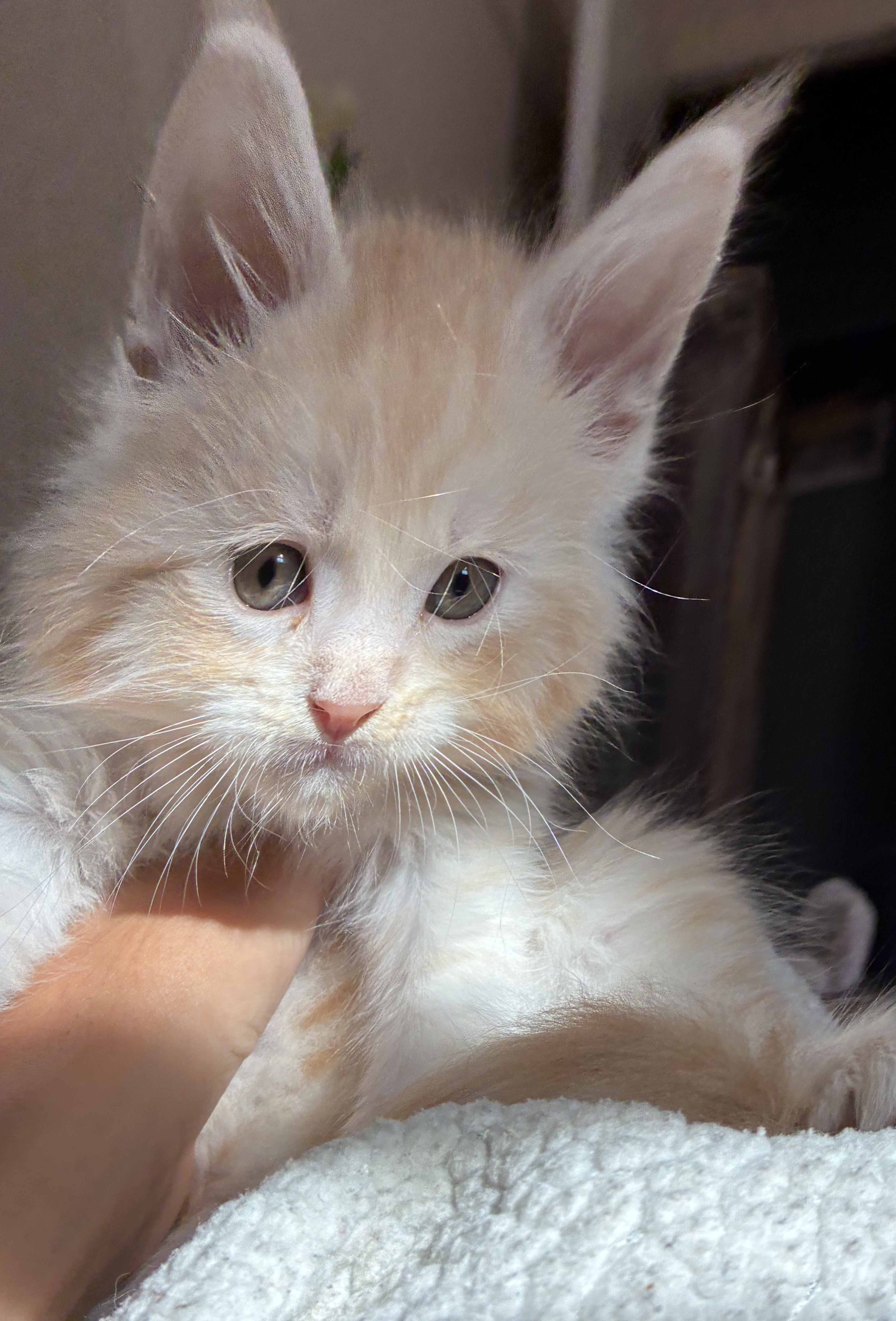 maman maine coon avec ses chatons maine coon kittens
chatterieduroimainecoonquebec