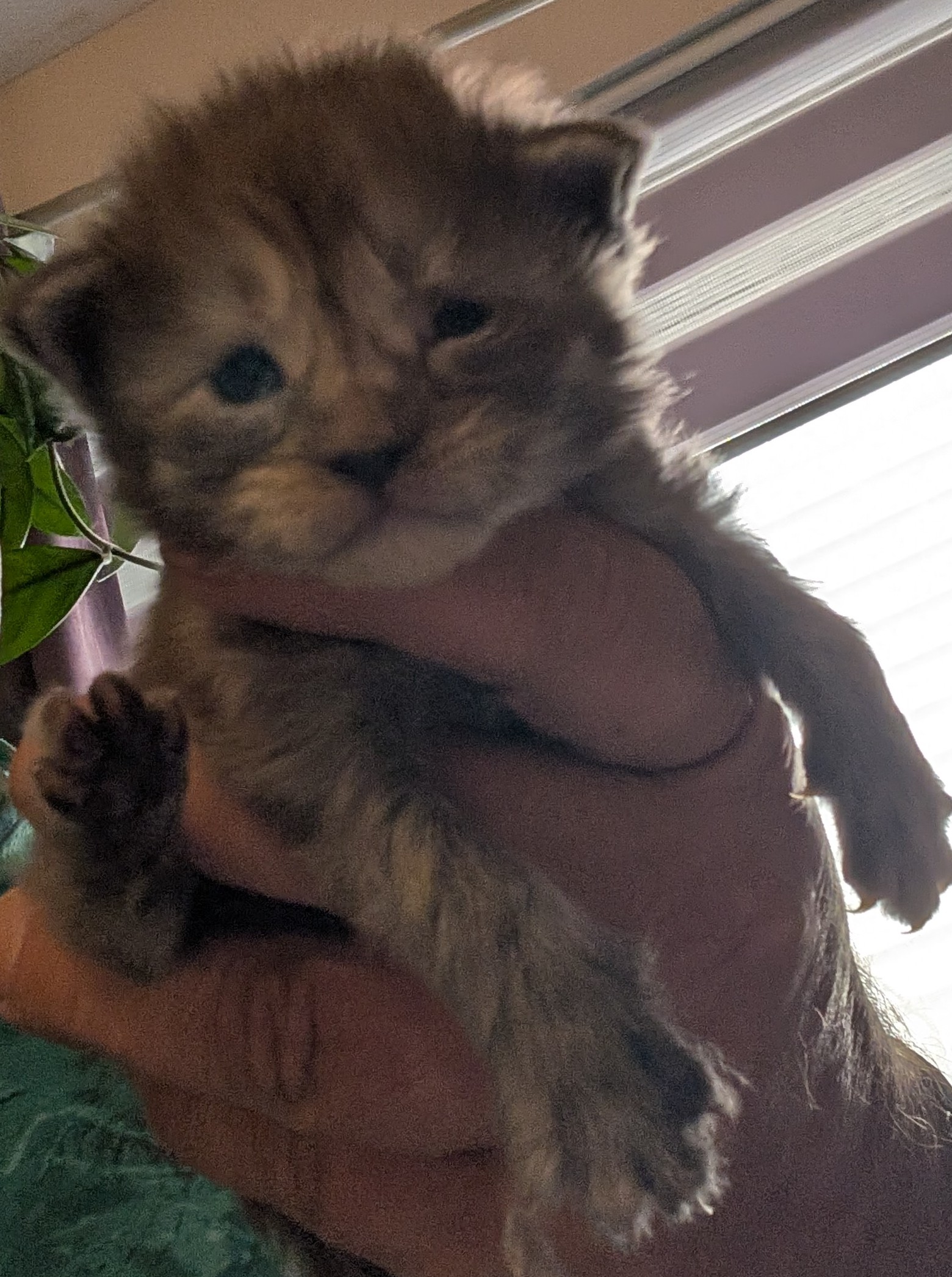 maman maine coon avec ses chatons maine coon kittens
chatterieduroimainecoonquebec