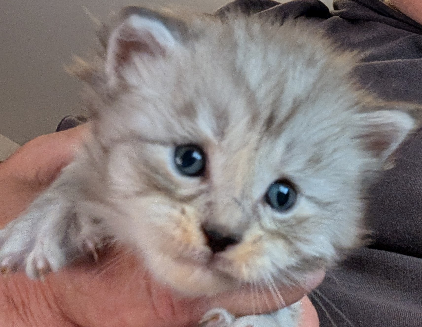 maman maine coon avec ses chatons maine coon kittens
chatterieduroimainecoonquebec