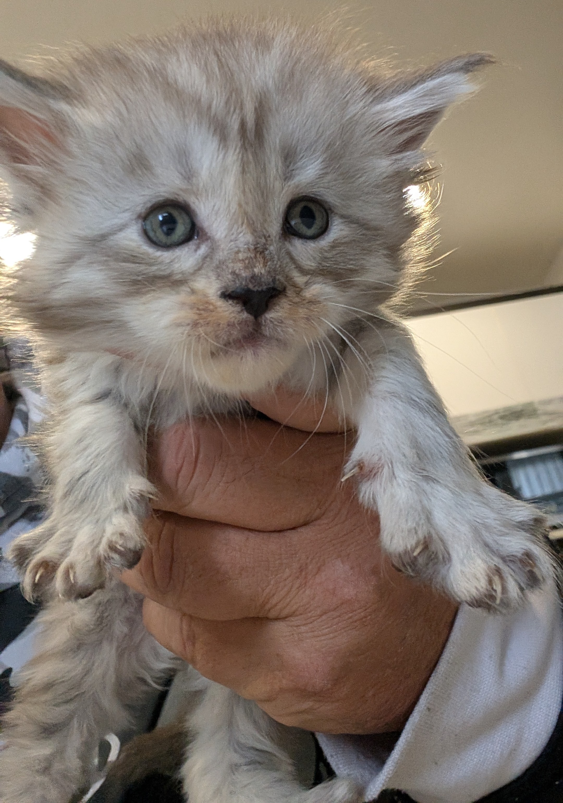 maman maine coon avec ses chatons maine coon kittens
chatterieduroimainecoonquebec