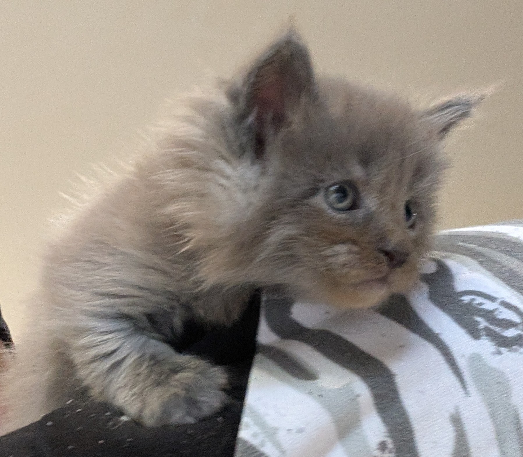 maman maine coon avec ses chatons maine coon kittens
chatterieduroimainecoonquebec