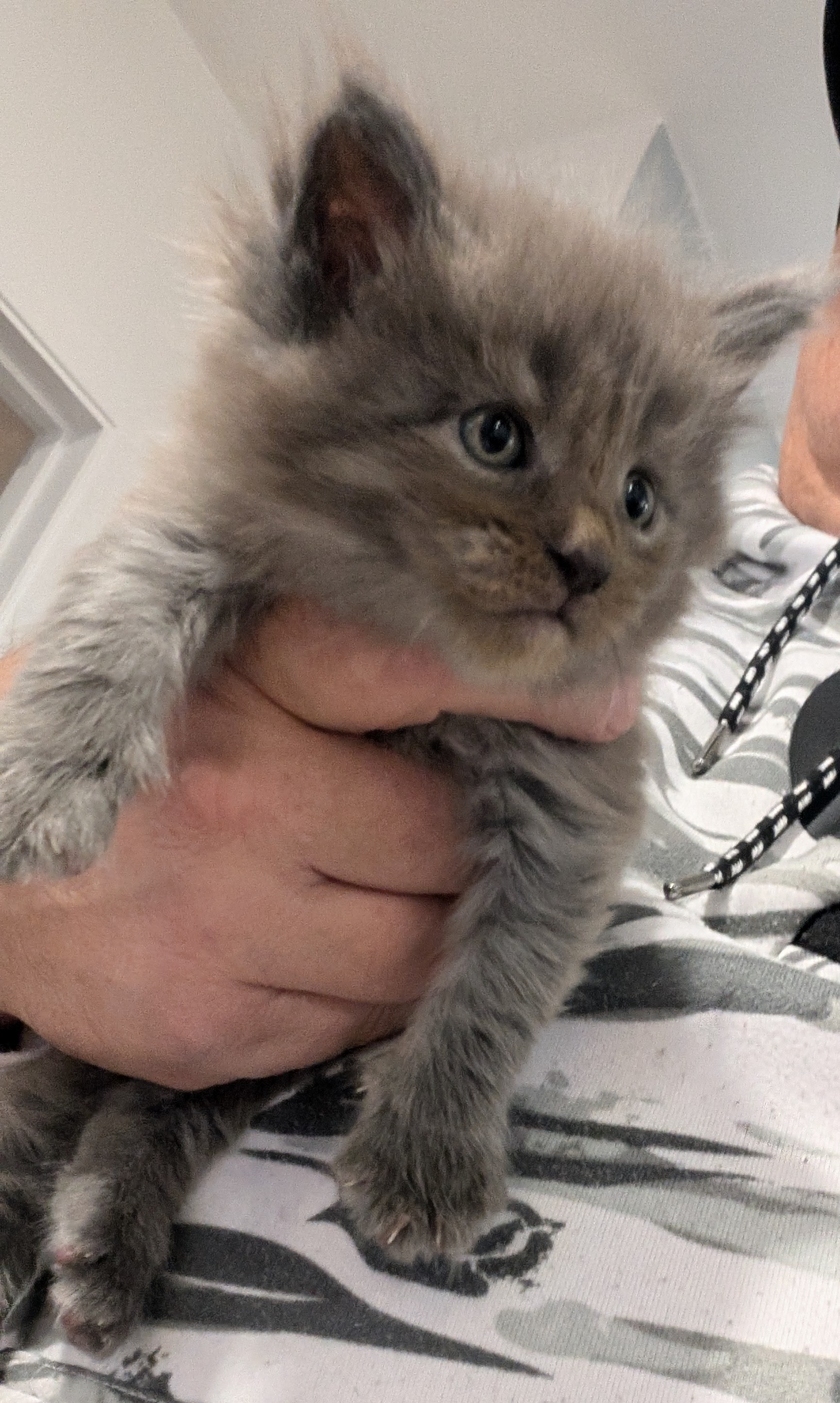 maman maine coon avec ses chatons maine coon kittens
chatterieduroimainecoonquebec