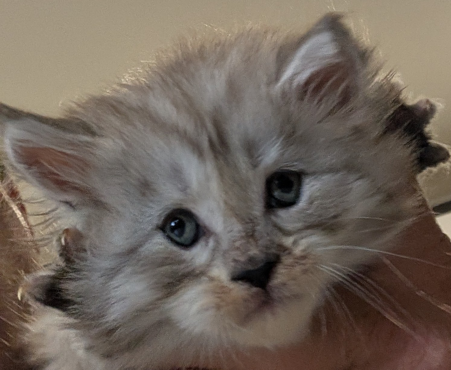 PORTEE DE CHATONS MAINE COON CHATTERIEDUROIMAINECOONQUEBEC.CO