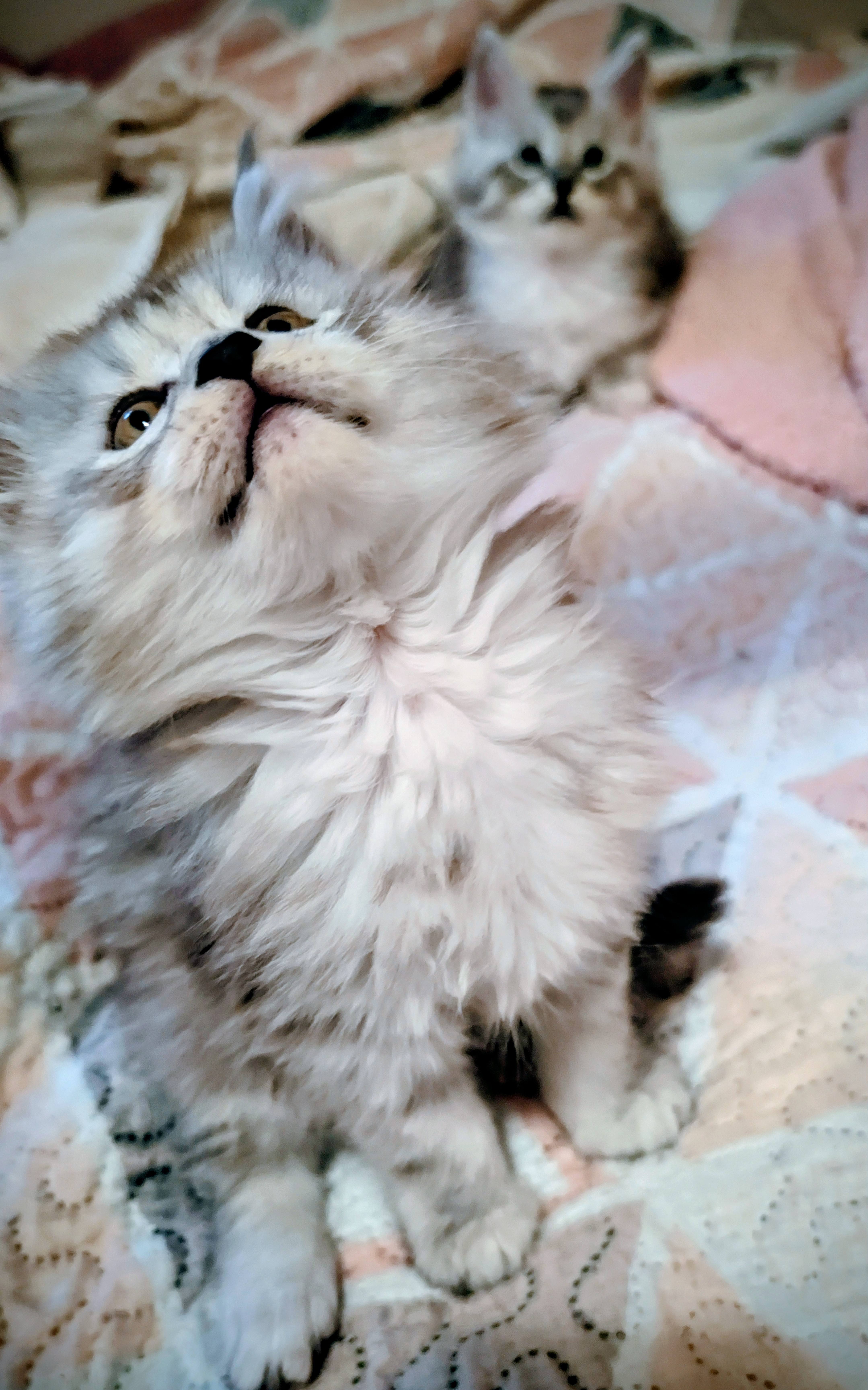 maman maine coon avec ses chatons maine coon kittens
chatterieduroimainecoonquebec