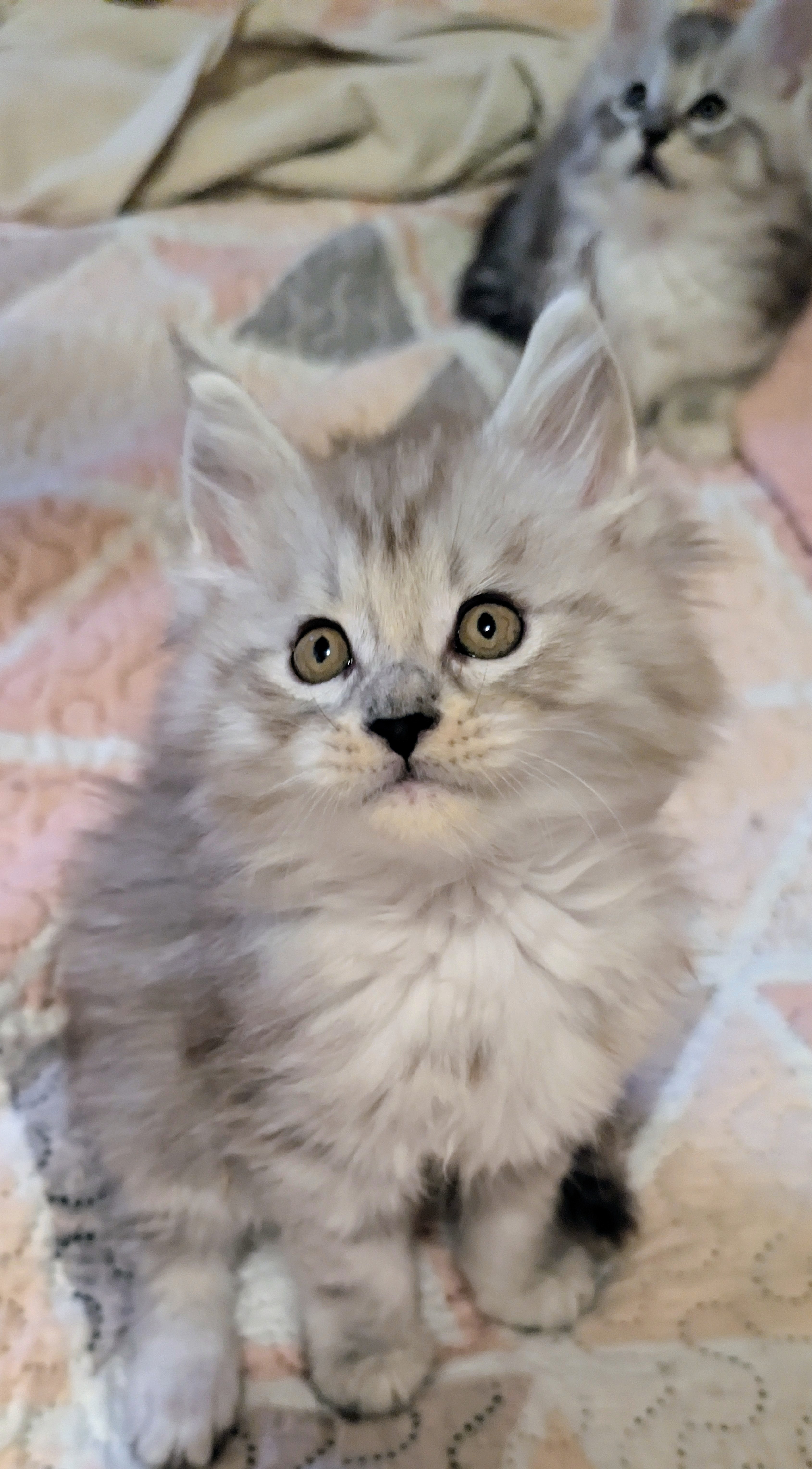 maman maine coon avec ses chatons maine coon kittens
chatterieduroimainecoonquebec