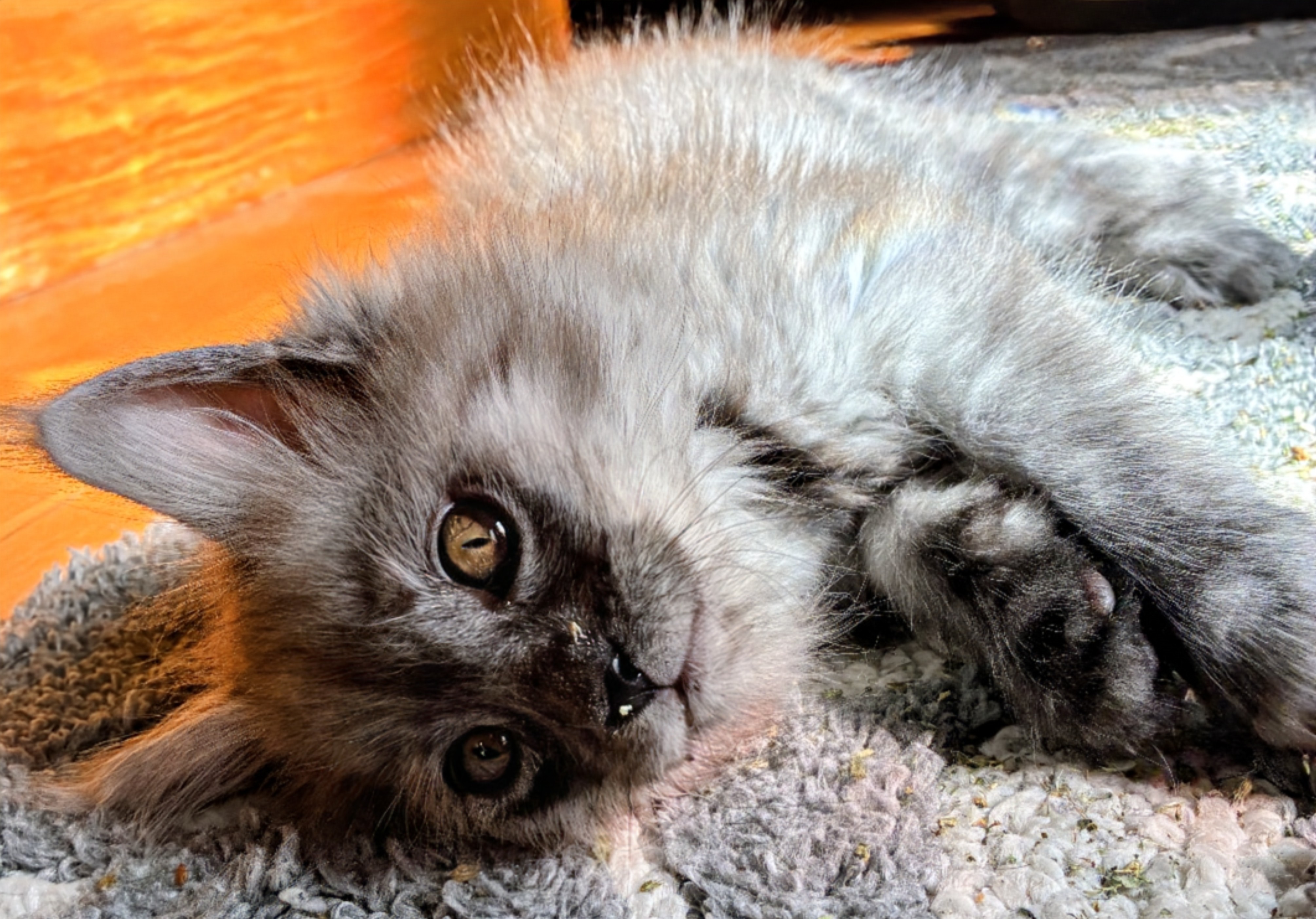 maman maine coon avec ses chatons maine coon kittens
chatterieduroimainecoonquebec
