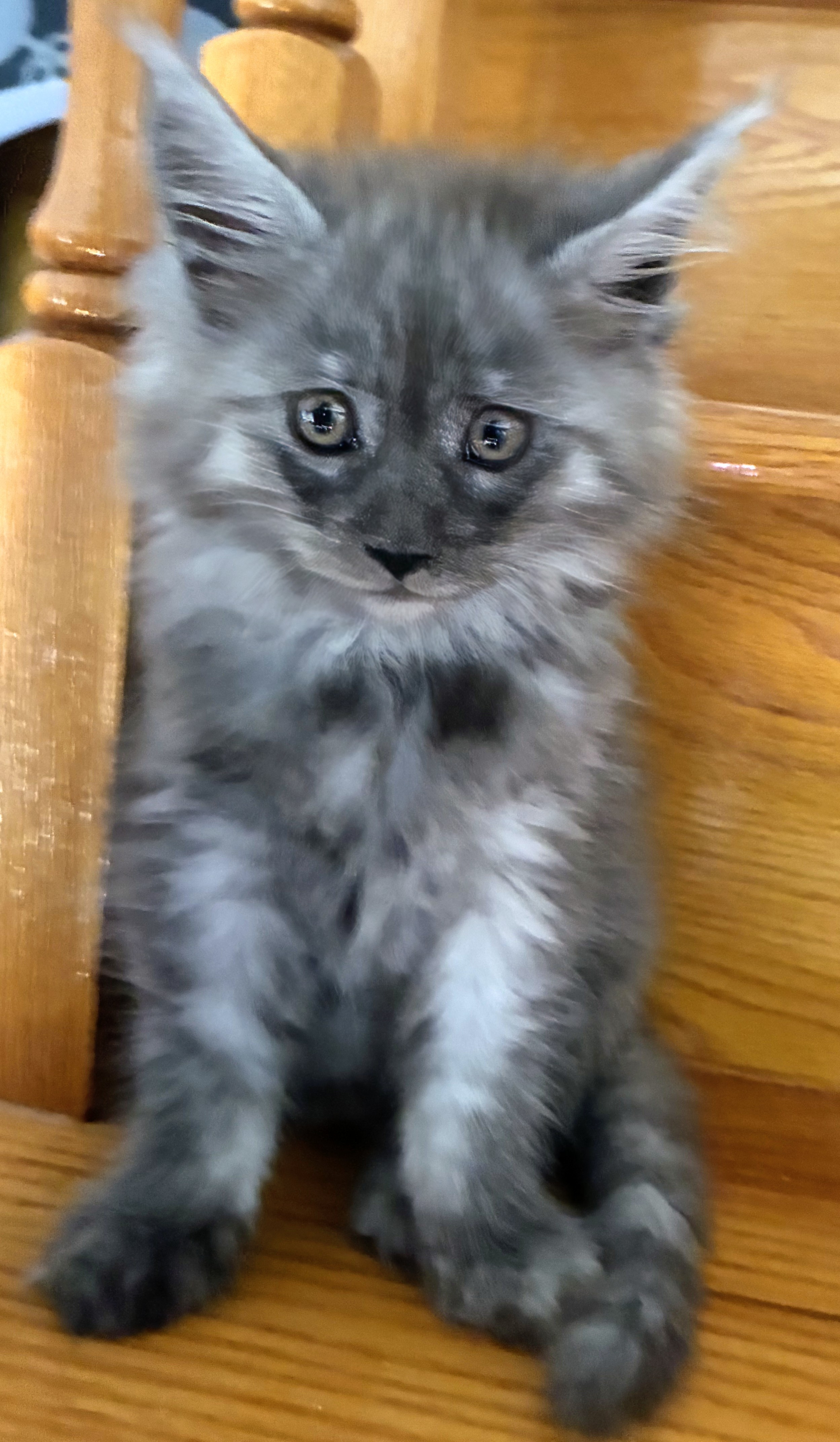 maman maine coon avec ses chatons maine coon kittens
chatterieduroimainecoonquebec