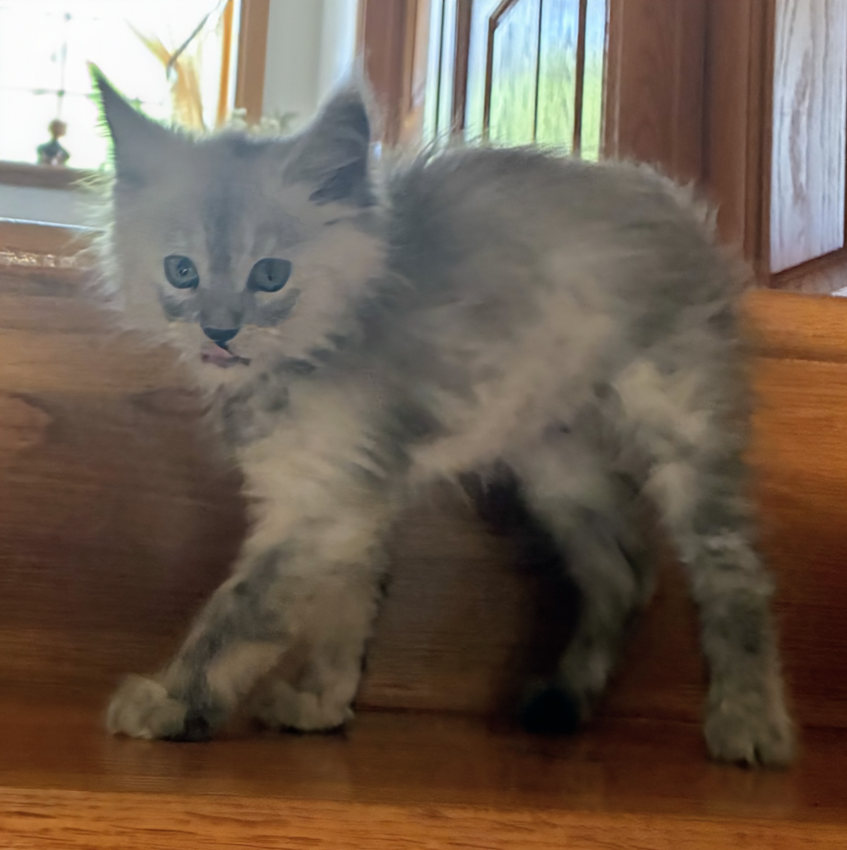 maman maine coon avec ses chatons maine coon kittens
chatterieduroimainecoonquebec