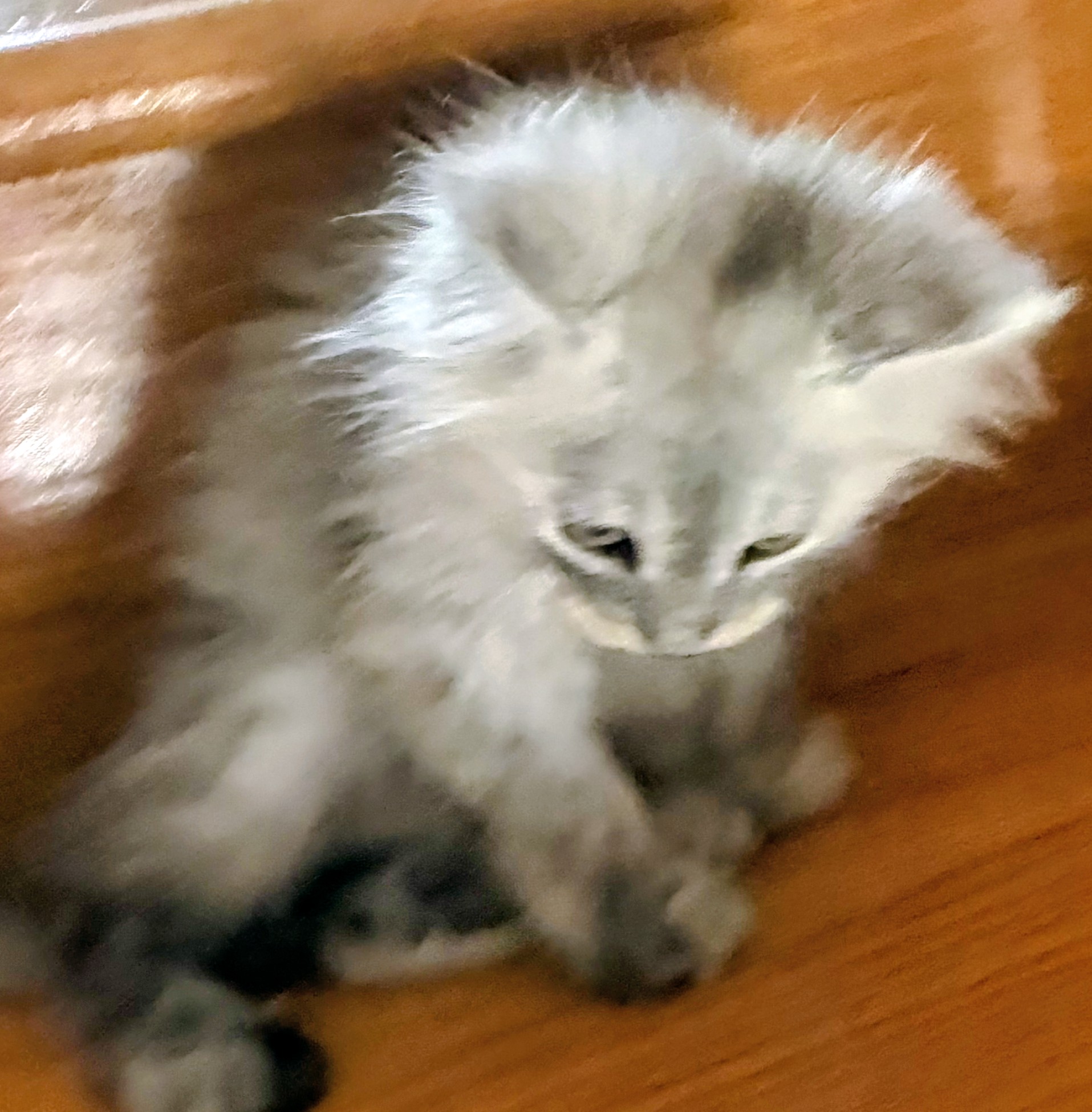 maman maine coon avec ses chatons maine coon kittens
chatterieduroimainecoonquebec