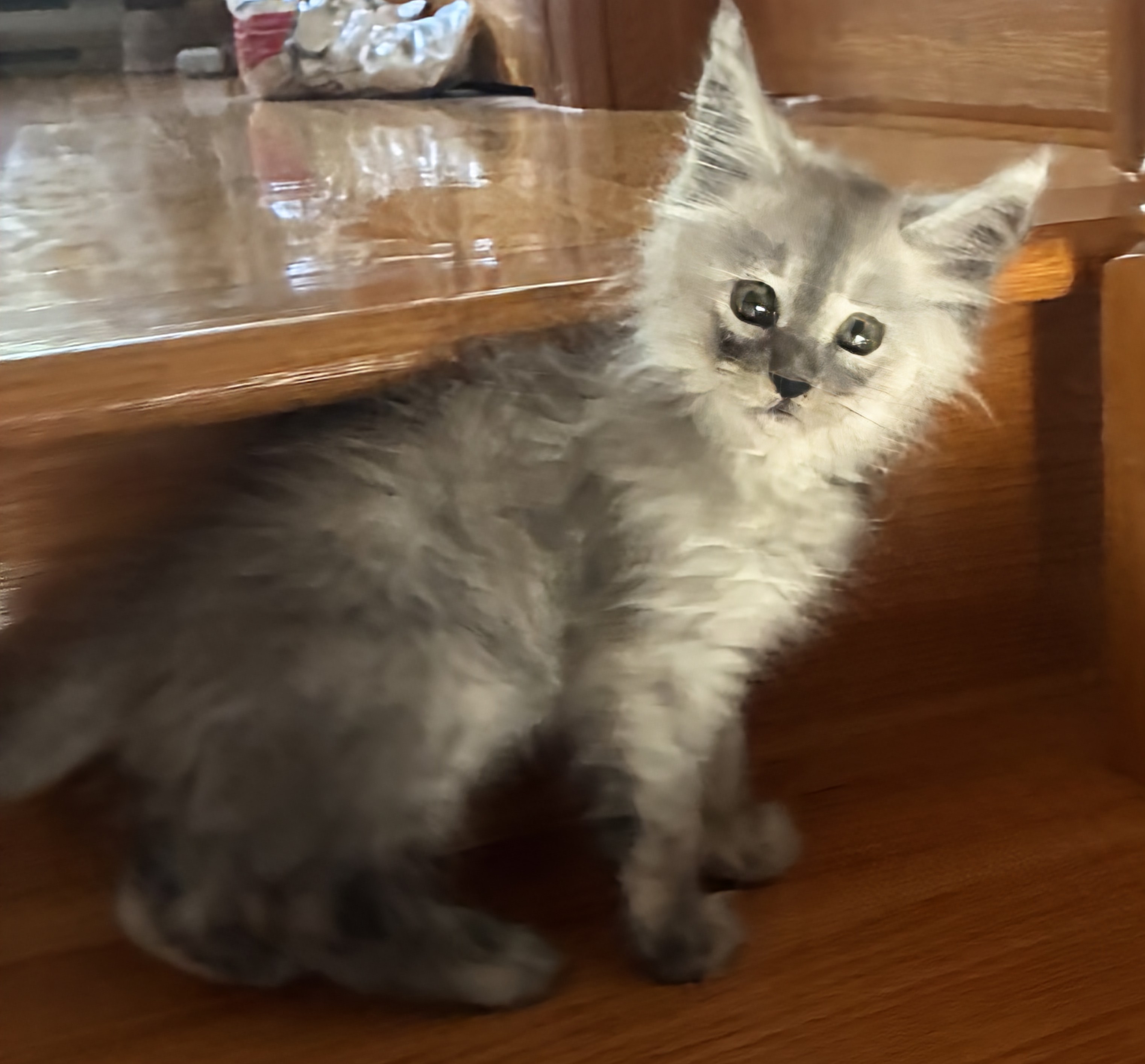 maman maine coon avec ses chatons maine coon kittens
chatterieduroimainecoonquebec