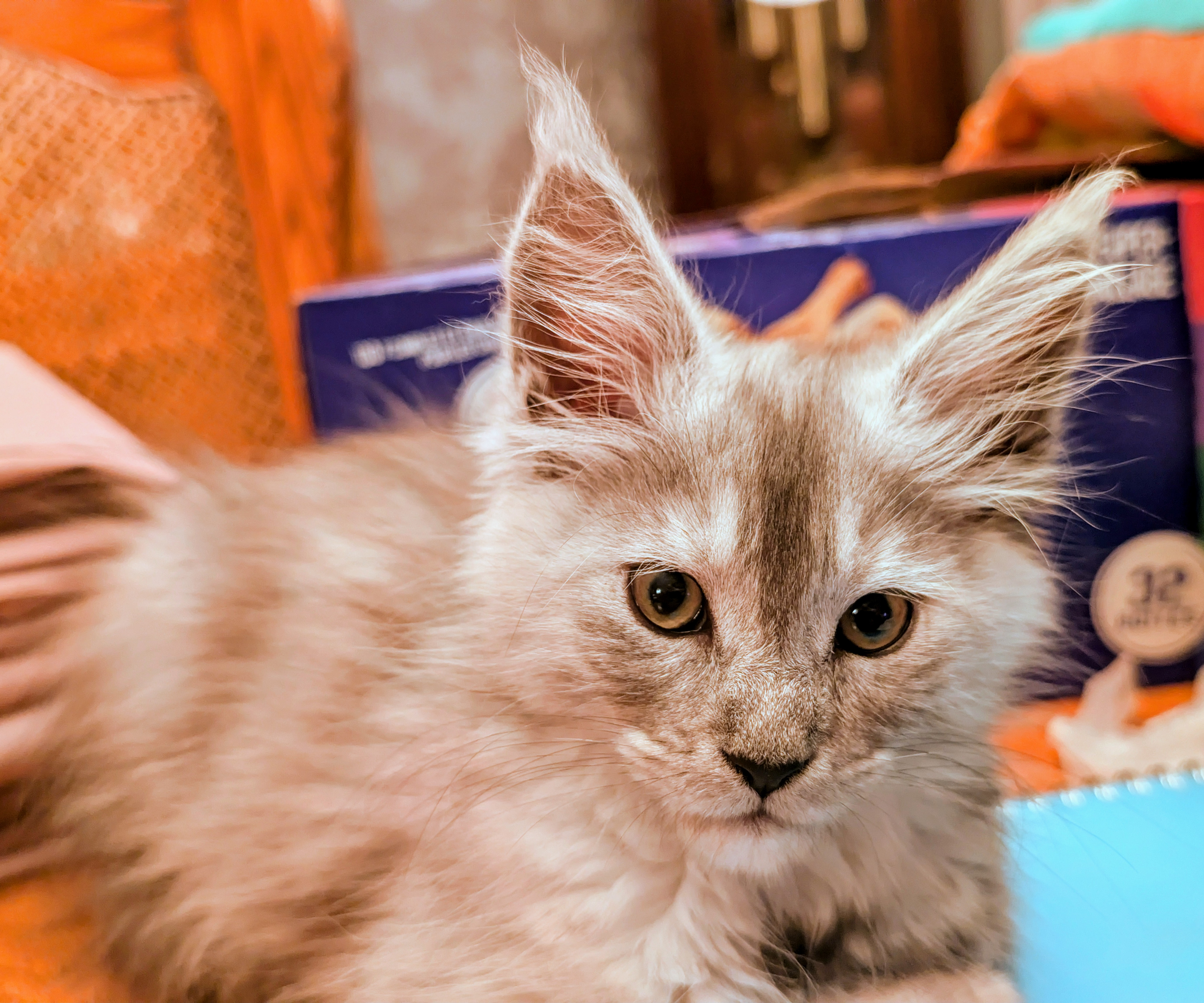 maman maine coon avec ses chatons maine coon kittens
chatterieduroimainecoonquebec