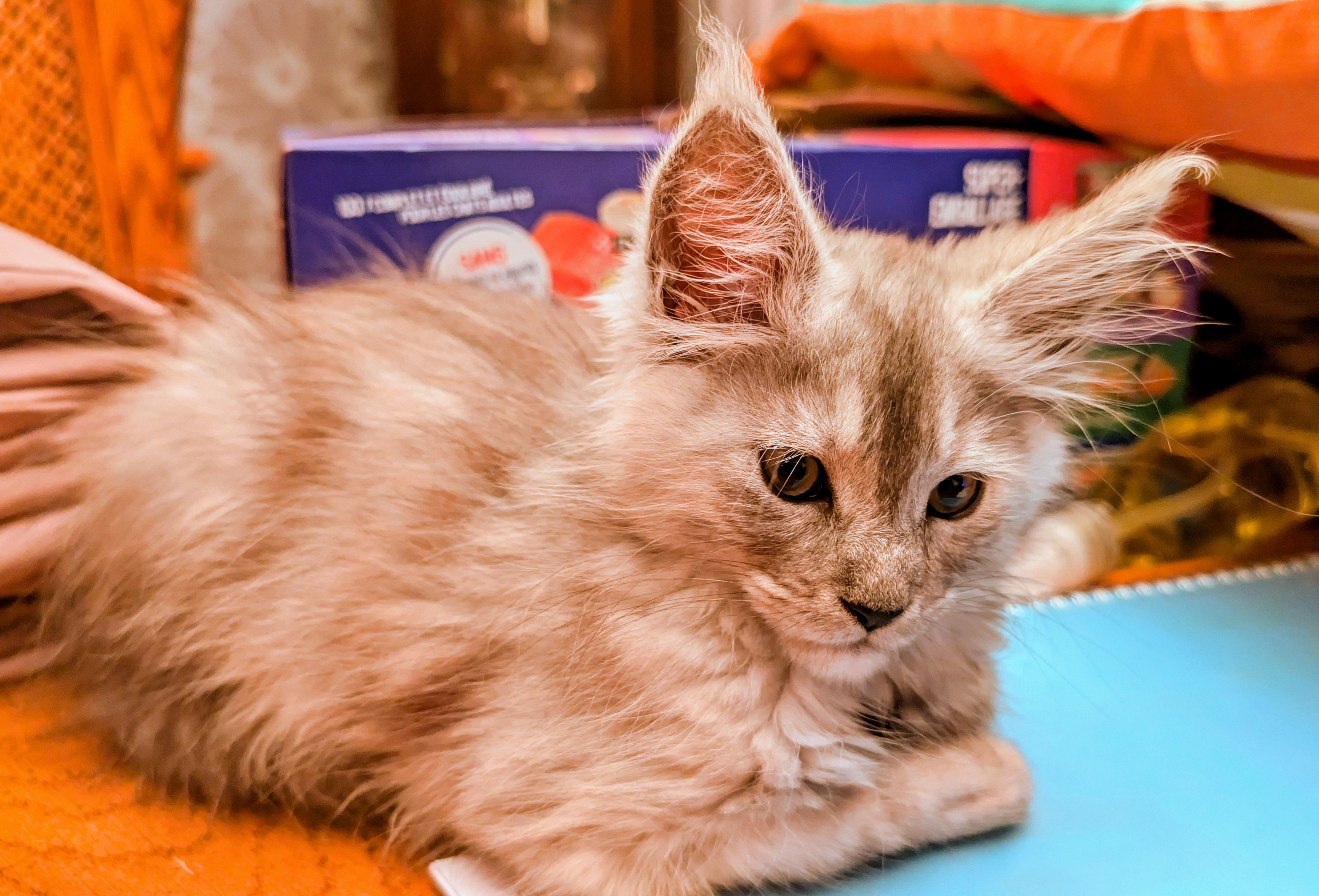 maman maine coon avec ses chatons maine coon kittens
chatterieduroimainecoonquebec