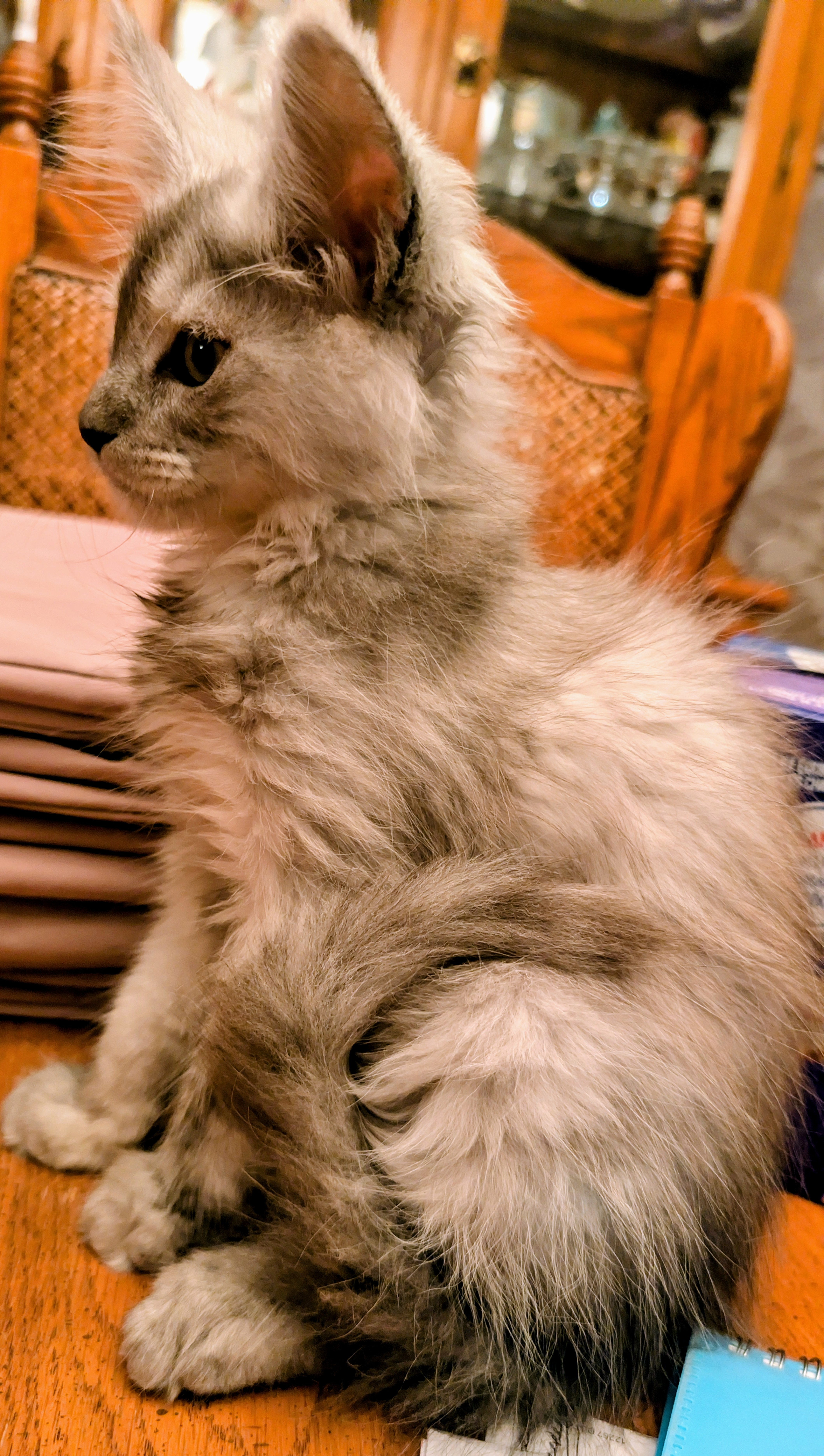 maman maine coon avec ses chatons maine coon kittens
chatterieduroimainecoonquebec