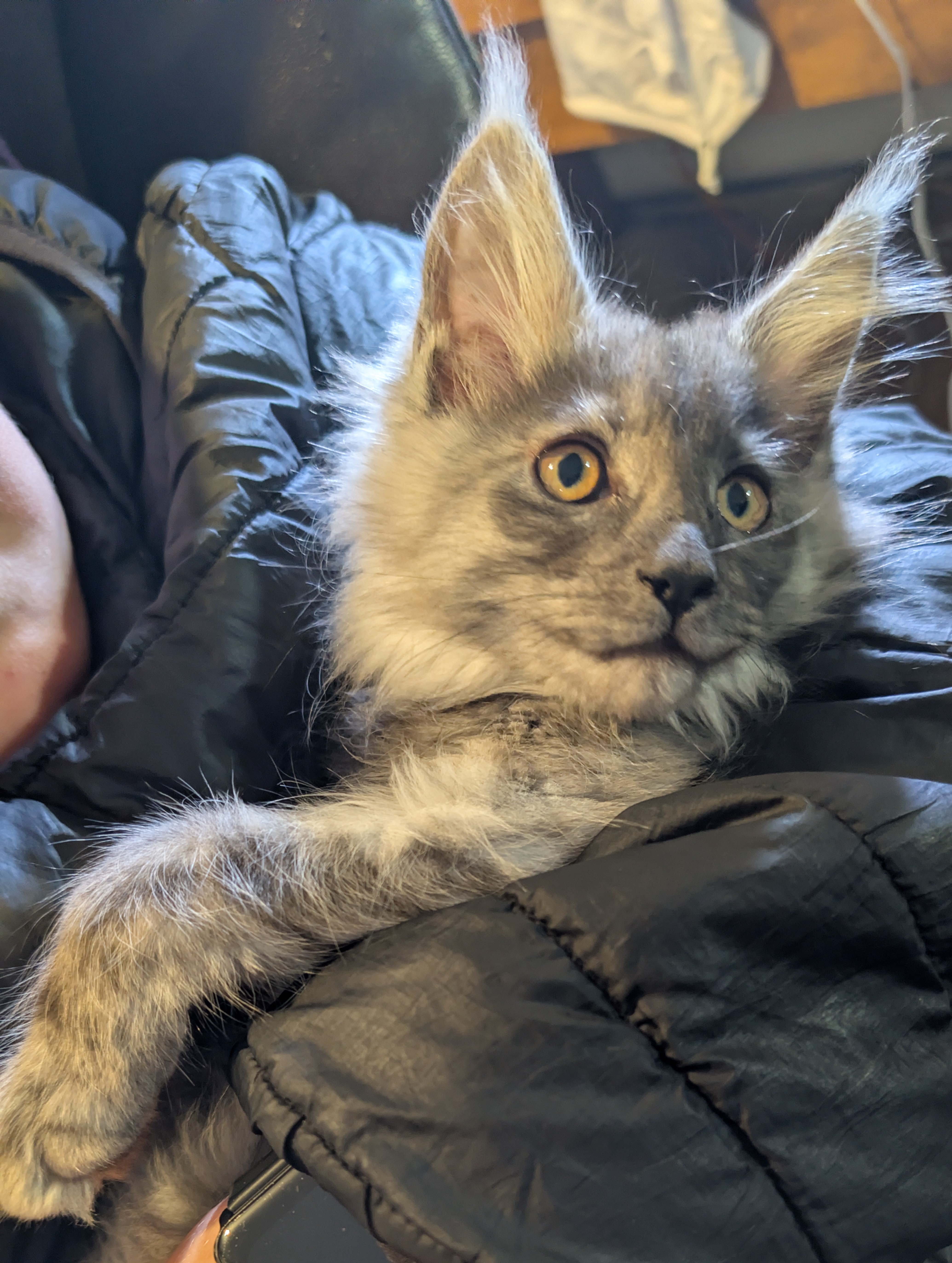 maman maine coon avec ses chatons maine coon kittens
chatterieduroimainecoonquebec