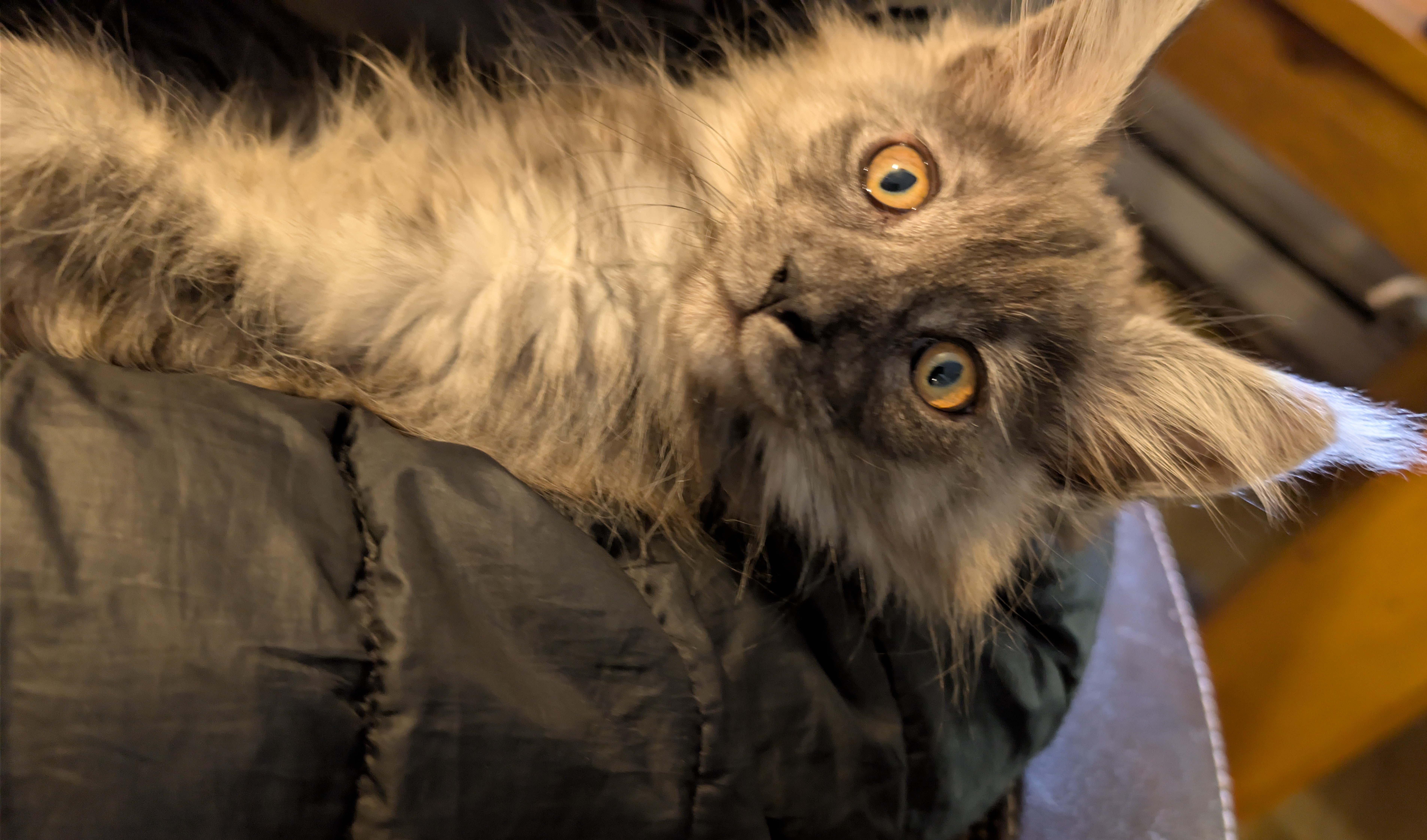 maman maine coon avec ses chatons maine coon kittens
chatterieduroimainecoonquebec