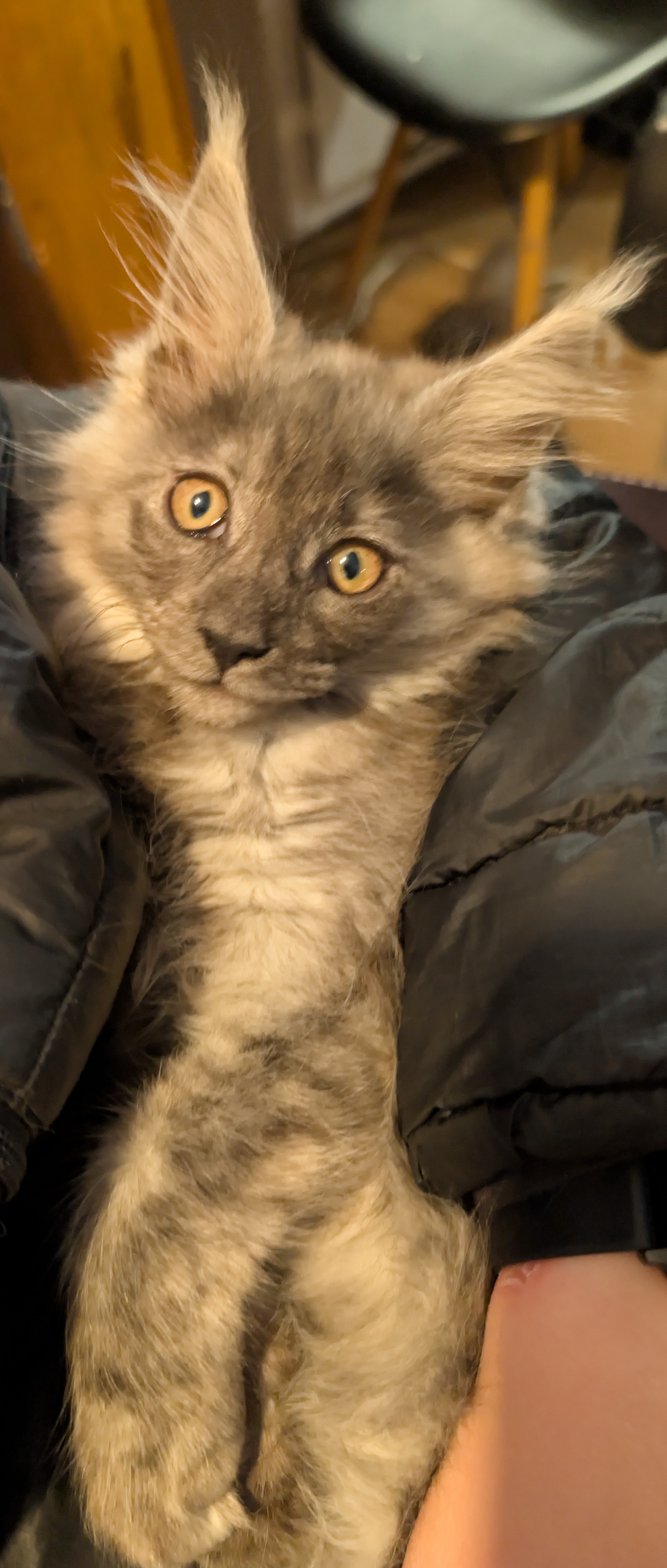 maman maine coon avec ses chatons maine coon kittens
chatterieduroimainecoonquebec