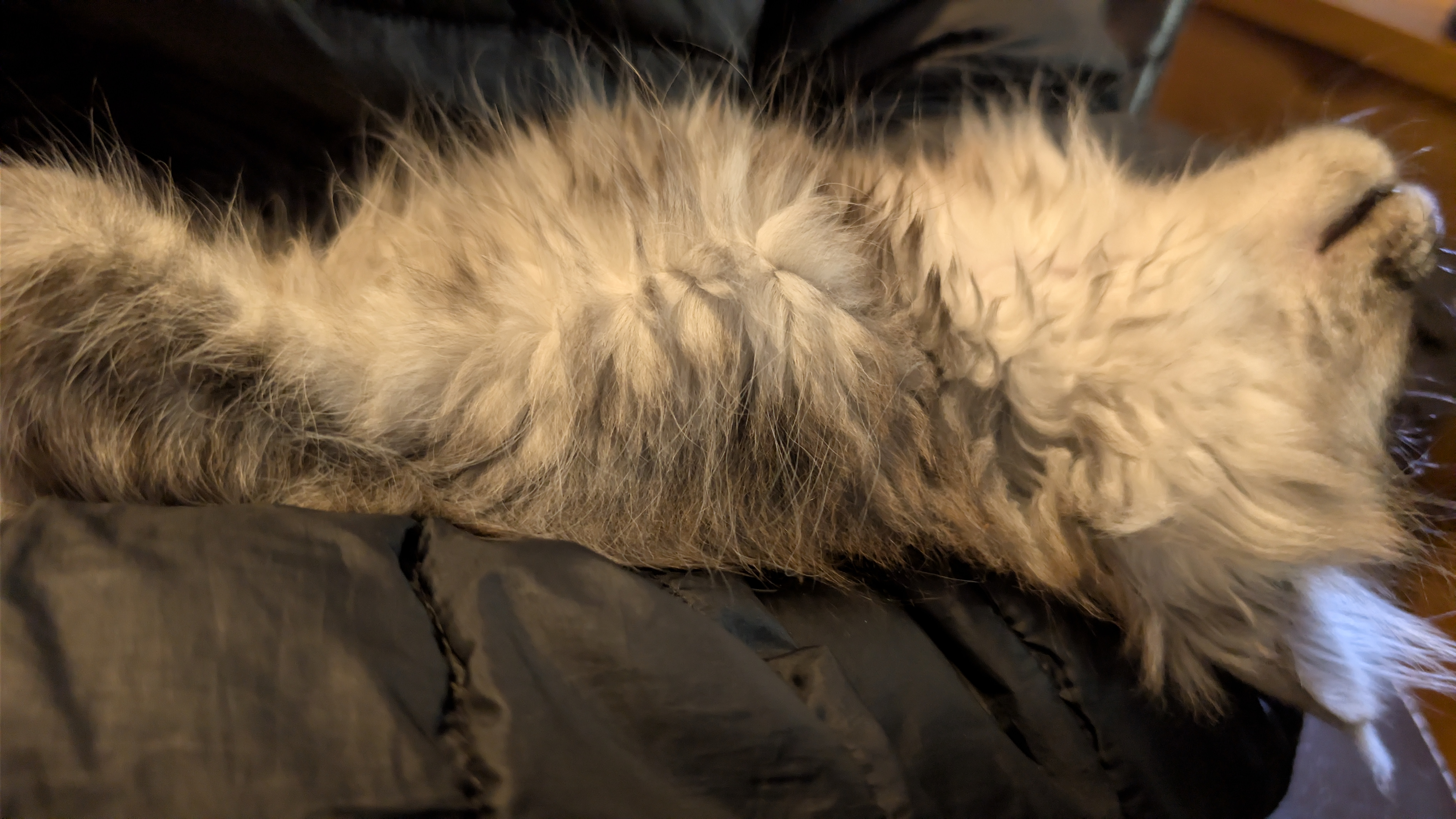 maman maine coon avec ses chatons maine coon kittens
chatterieduroimainecoonquebec