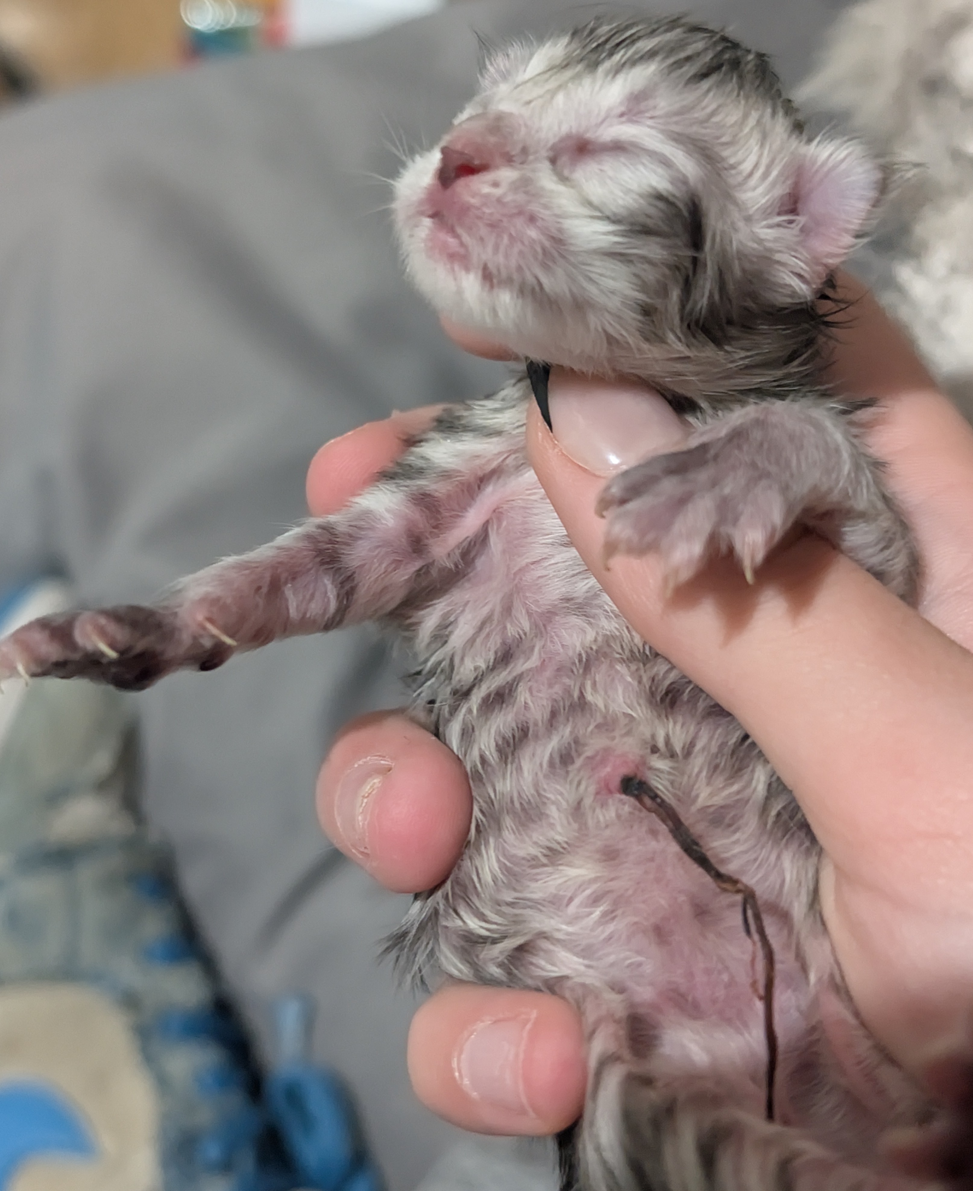  Photo d'un chaton Maine Co