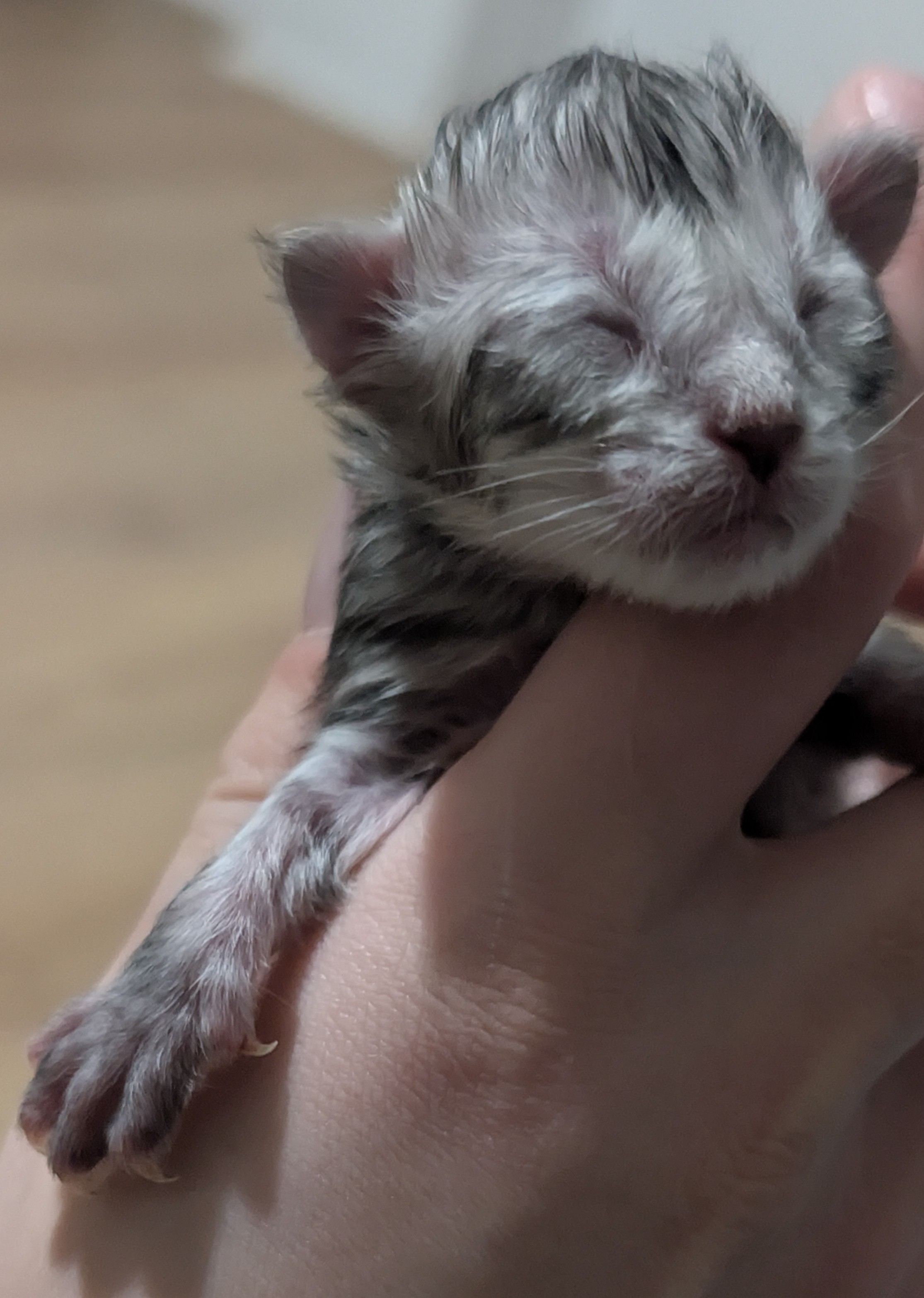 Photo d'un chaton Maine Coon femelle, Black Silver Tabby, âgé d'un jour, tenu dans la main de son pr