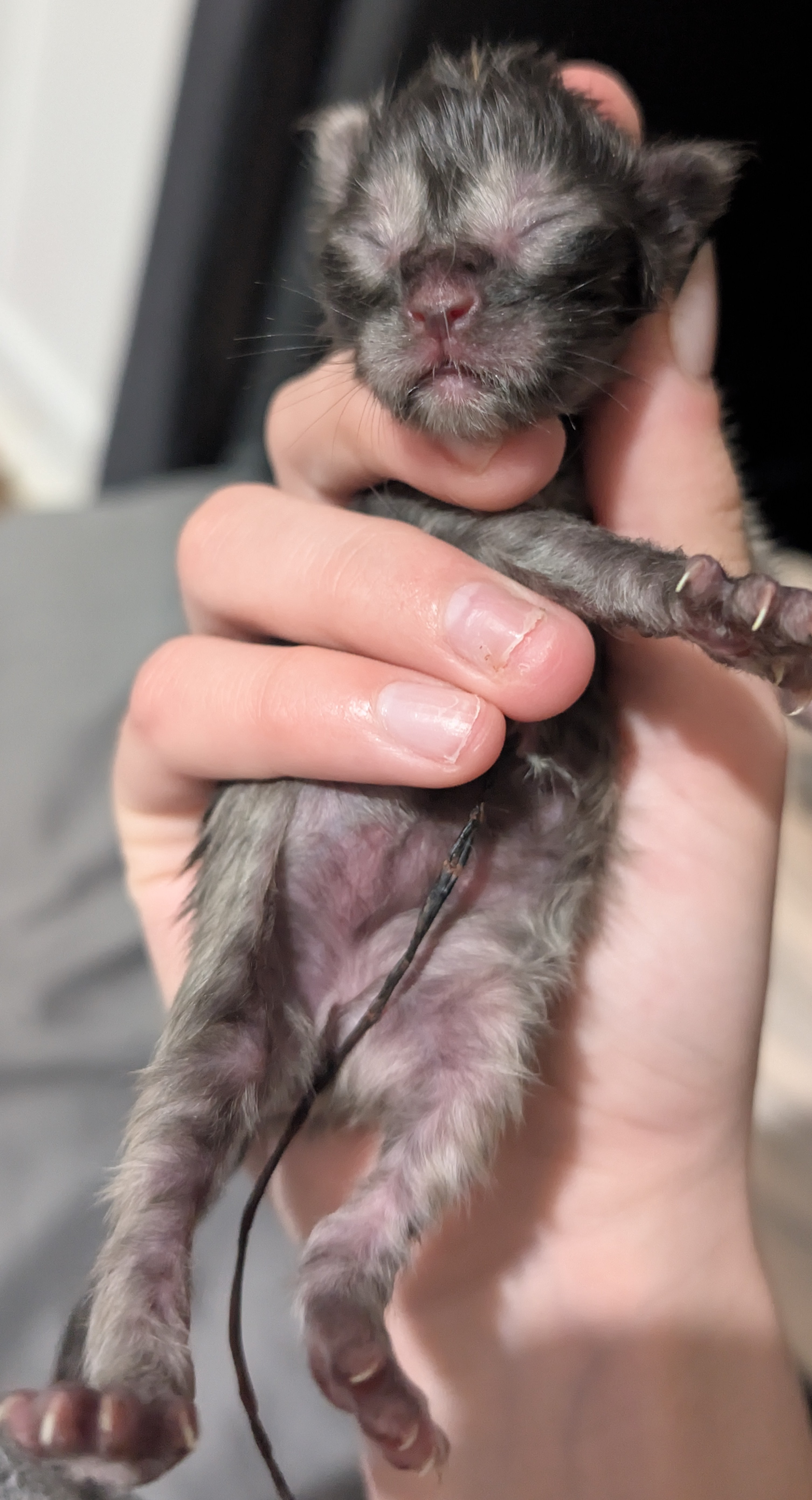 chaton Black Smoke polydactyle dans la main de son propriétaire.