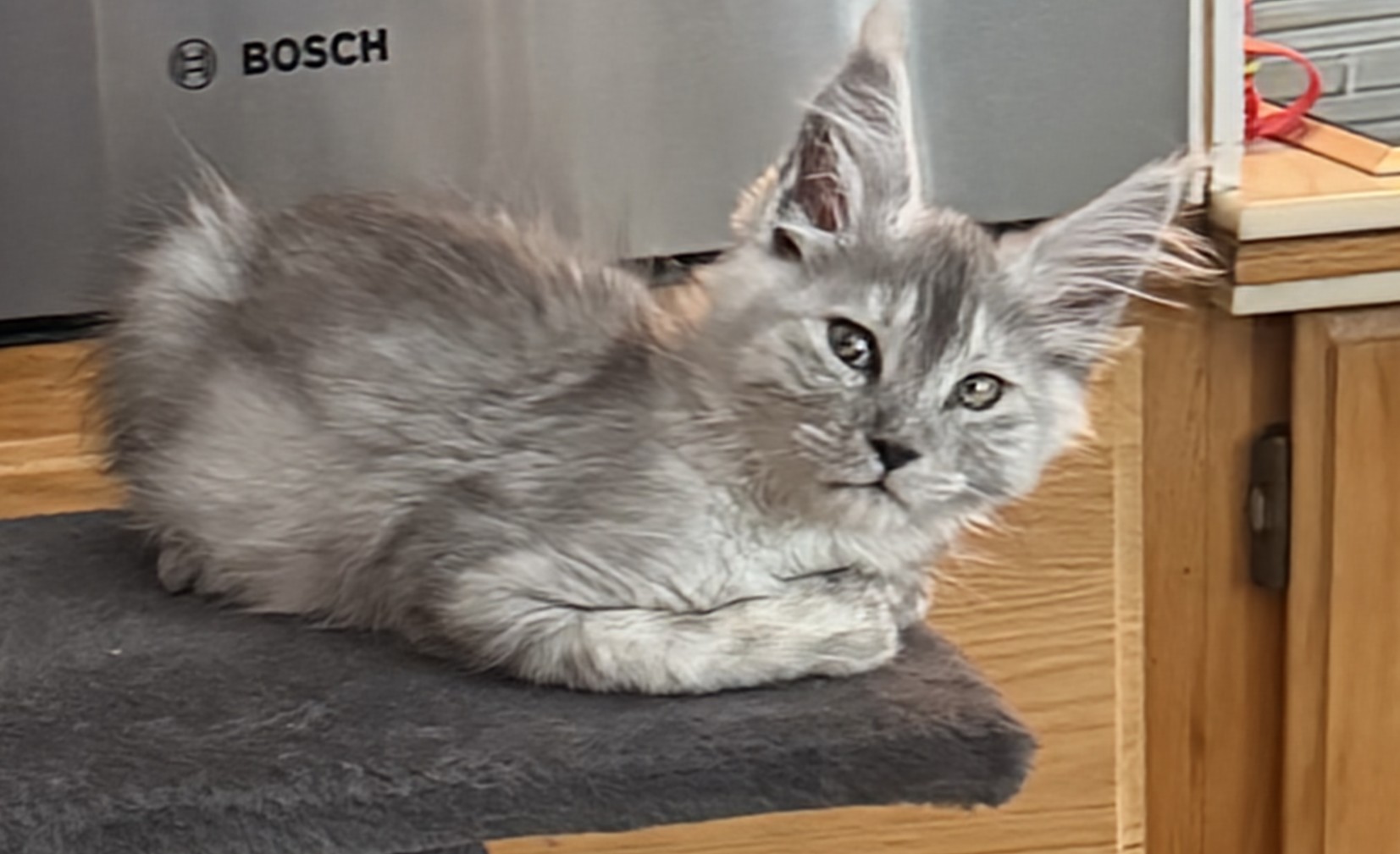 maman maine coon avec ses chatons maine coon kittens
chatterieduroimainecoonquebec