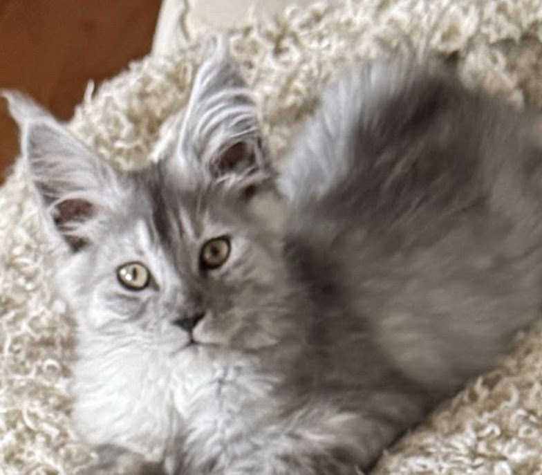 maman maine coon avec ses chatons maine coon kittens
chatterieduroimainecoonquebec