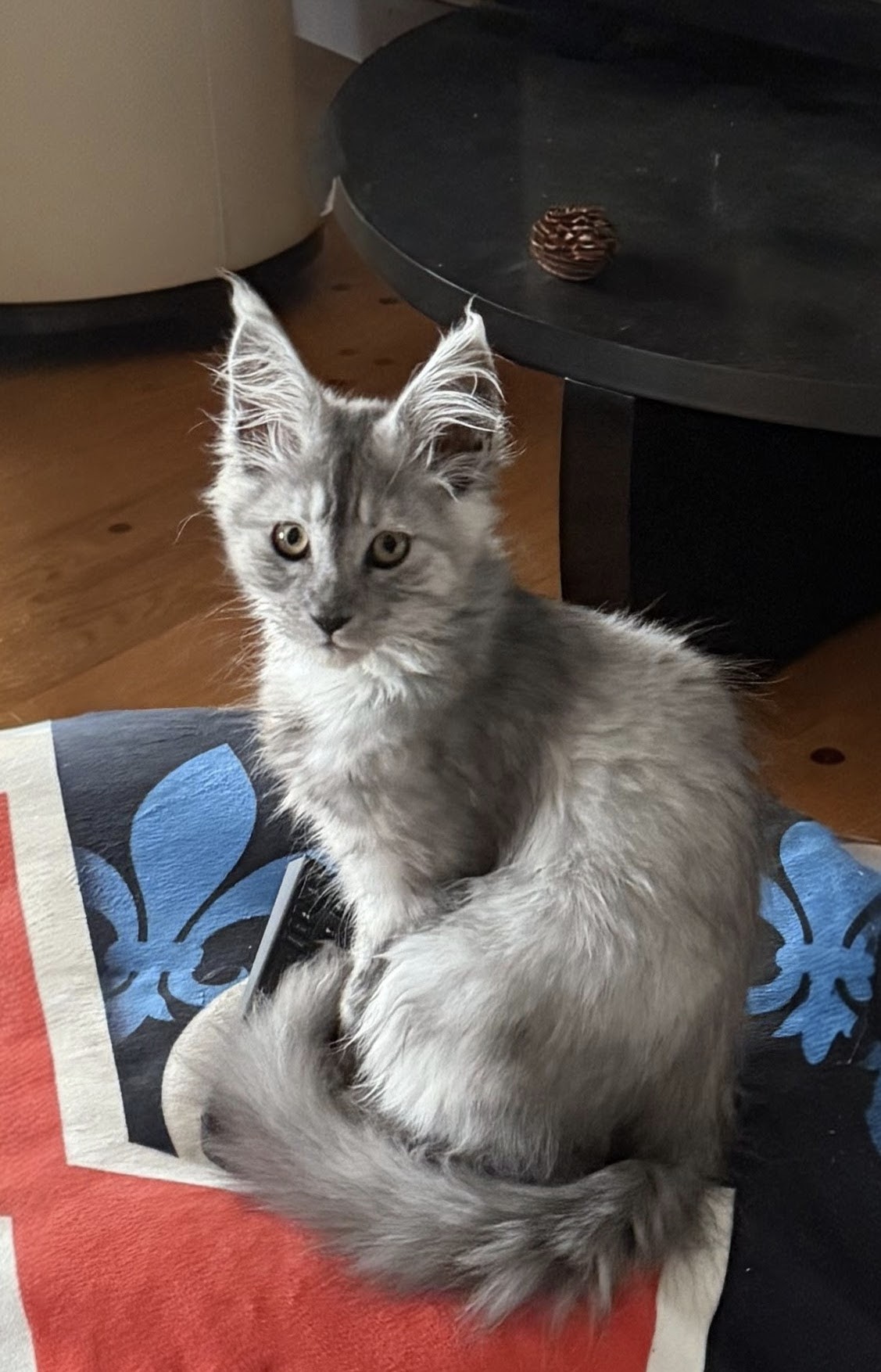 maman maine coon avec ses chatons maine coon kittens
chatterieduroimainecoonquebec